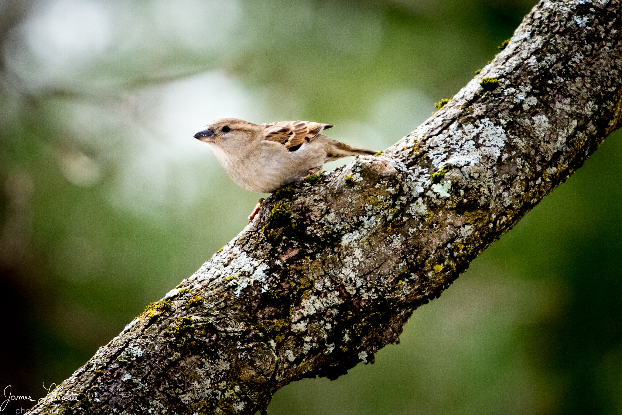 Canon EOS 70D + Canon EF 70-200mm F4L USM sample photo. Is it spring yet? photography