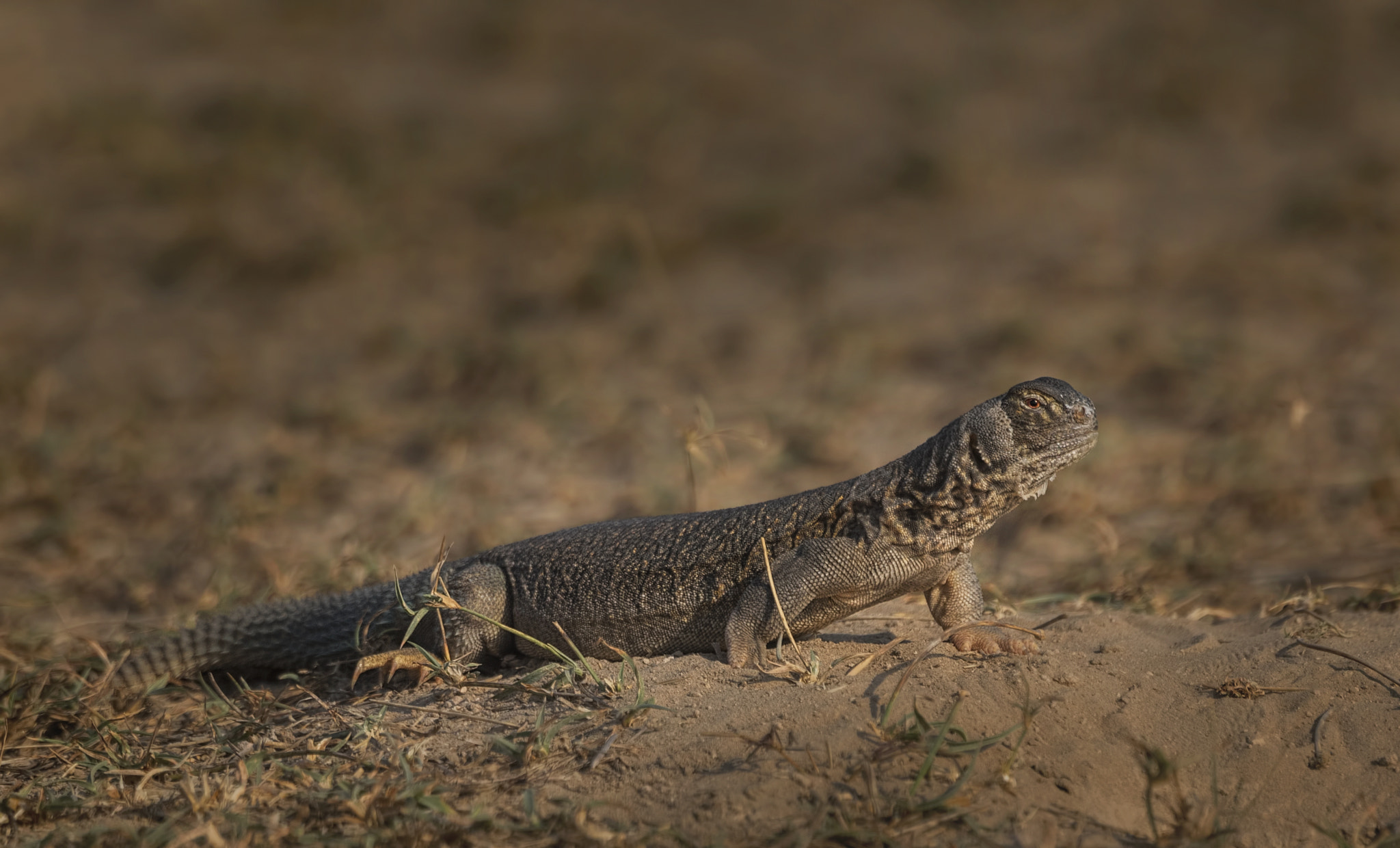 Nikon D750 sample photo. Spiny-tailed lizard photography