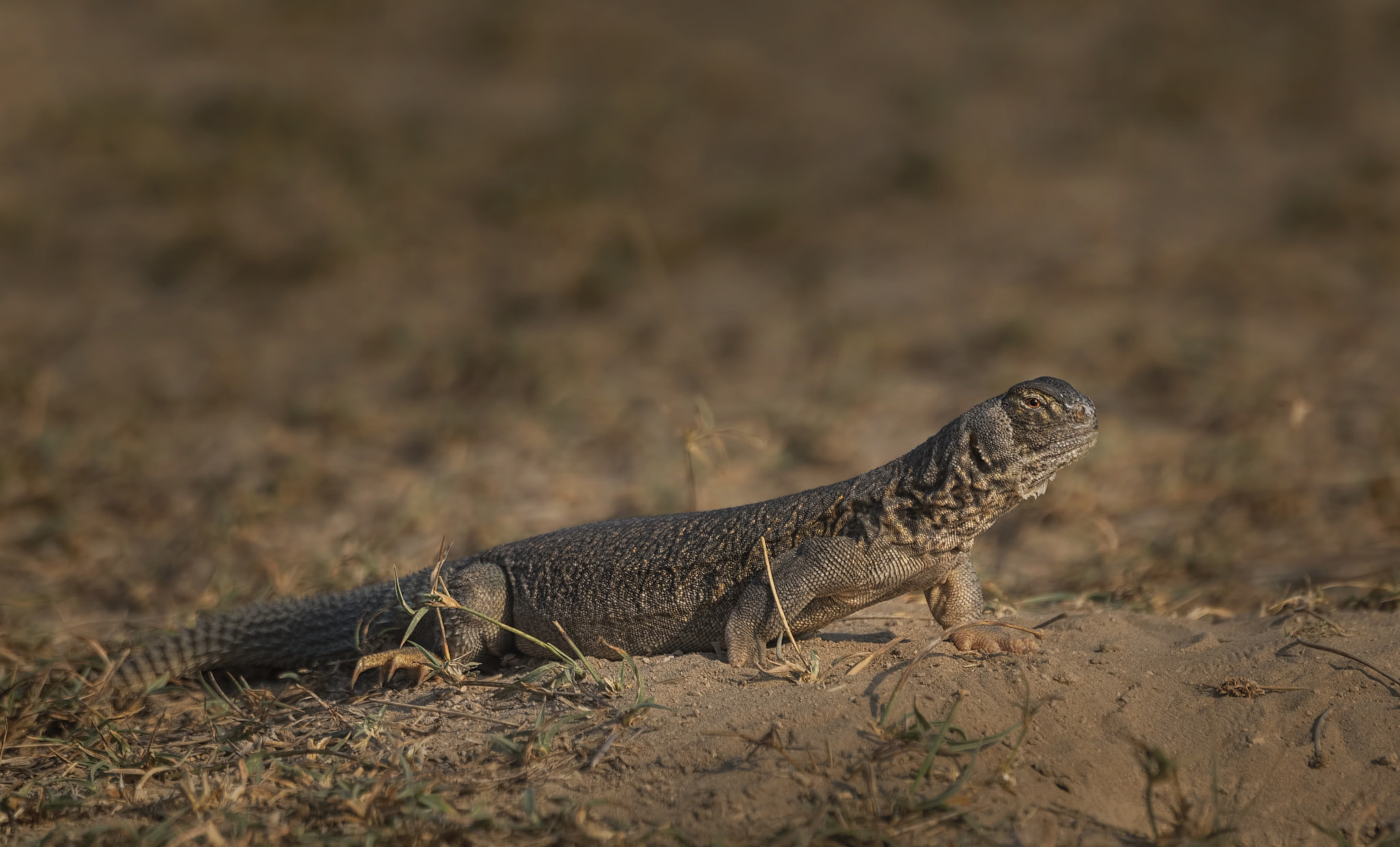 Nikon D750 + Nikon AF-S Nikkor 500mm F4G ED VR sample photo. Spiny-tailed lizard photography