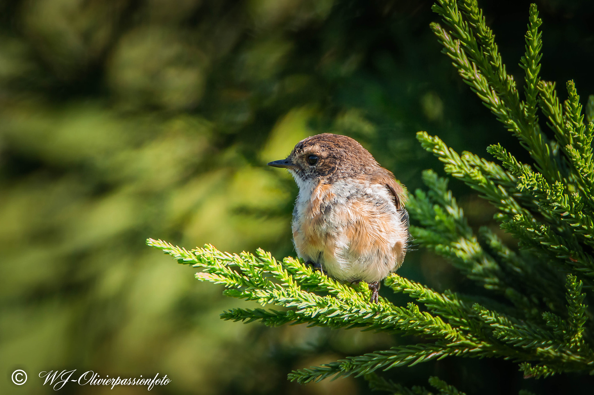 Tamron SP 150-600mm F5-6.3 Di VC USD sample photo. Jeunetarier photography