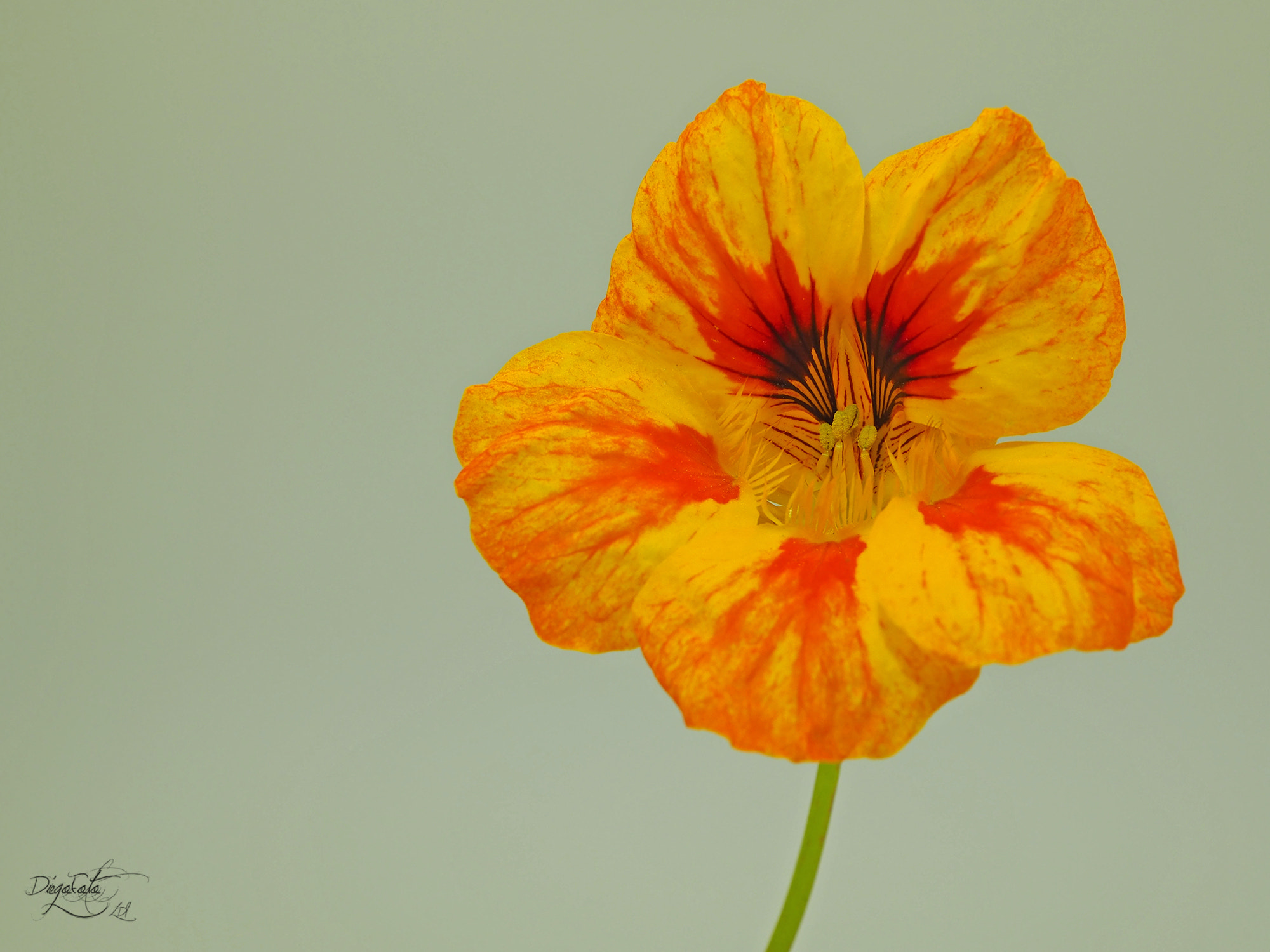 Olympus OM-D E-M10 II + Olympus M.Zuiko Digital ED 30mm F3.5 Macro sample photo. Foto en miniestudio. capuchina, tropaeolum majus photography