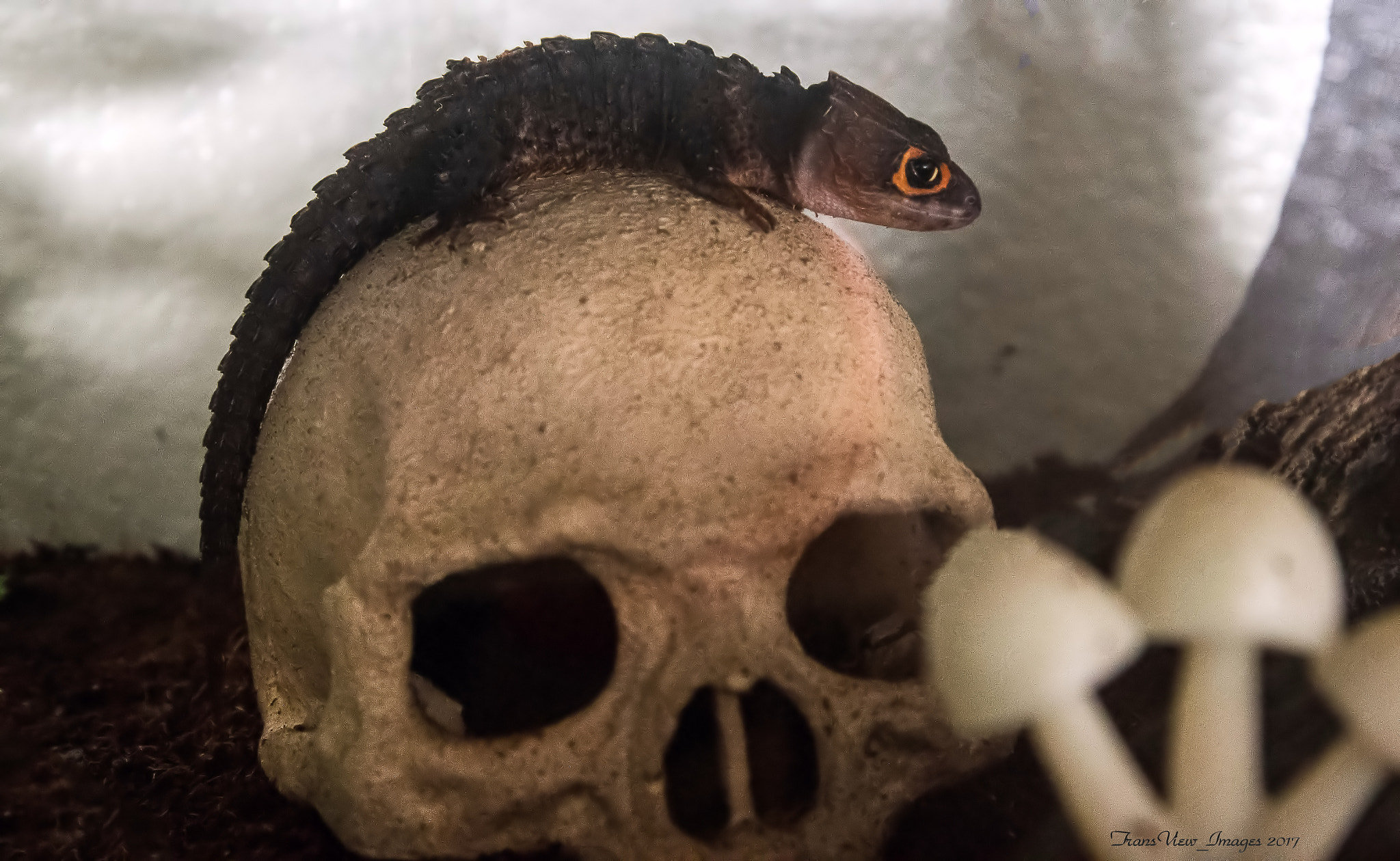 Nikon D500 sample photo. Top of the skull photography