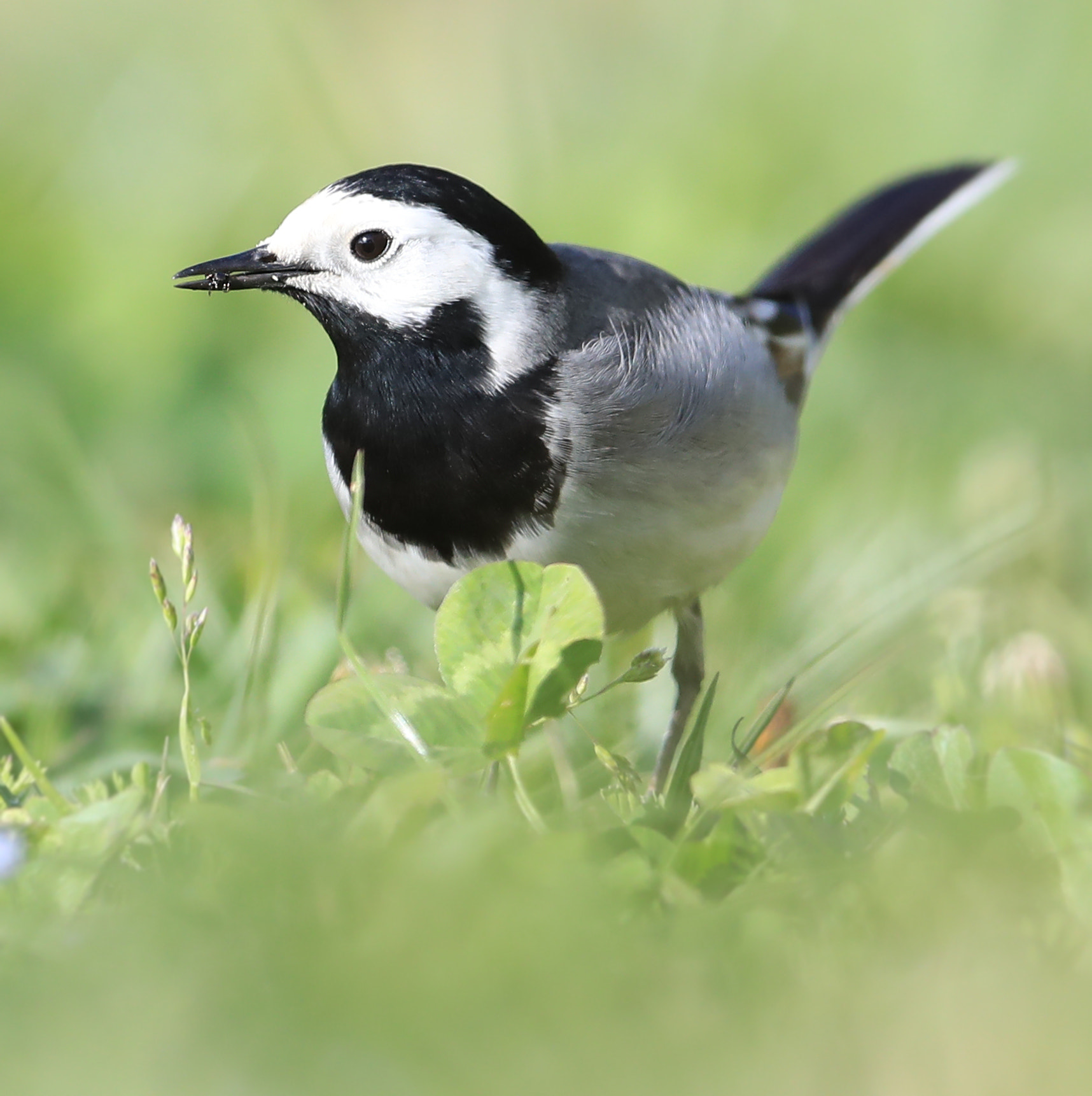 Canon EF 600mm f/4L IS sample photo