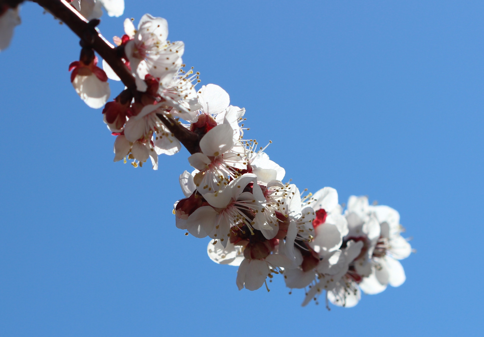 Canon EOS 600D (Rebel EOS T3i / EOS Kiss X5) sample photo. Cherry blossoms photography