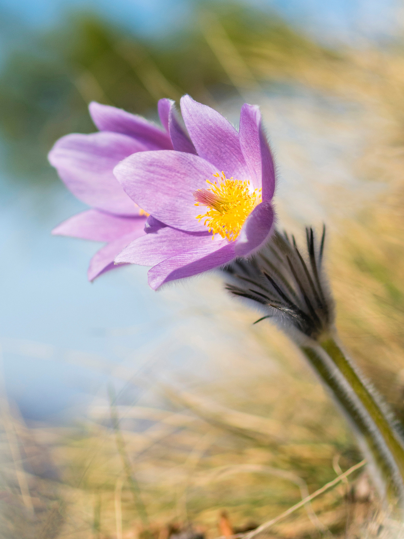 Olympus OM-D E-M5 II + Olympus M.Zuiko Digital 45mm F1.8 sample photo. Sunbathing photography