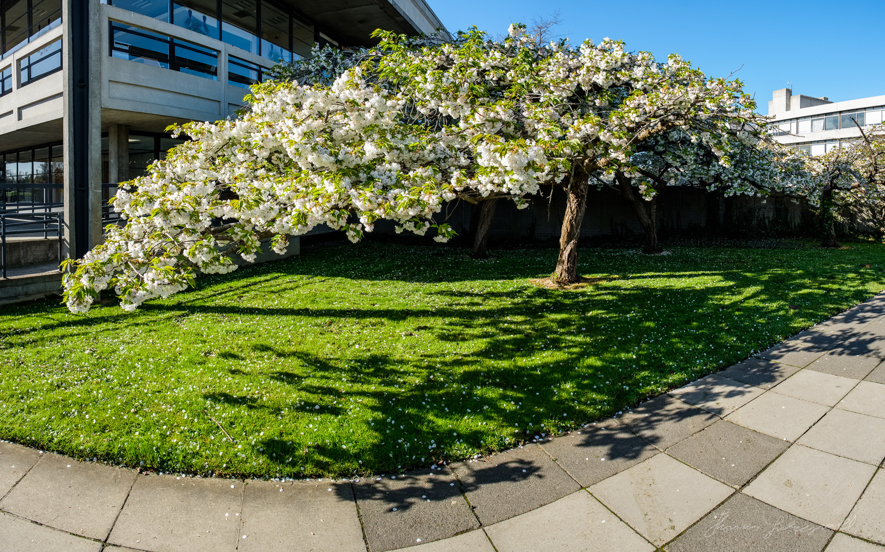 Fujifilm X-Pro2 + Fujifilm XF 18-55mm F2.8-4 R LM OIS sample photo. Cherry tree panorama photography