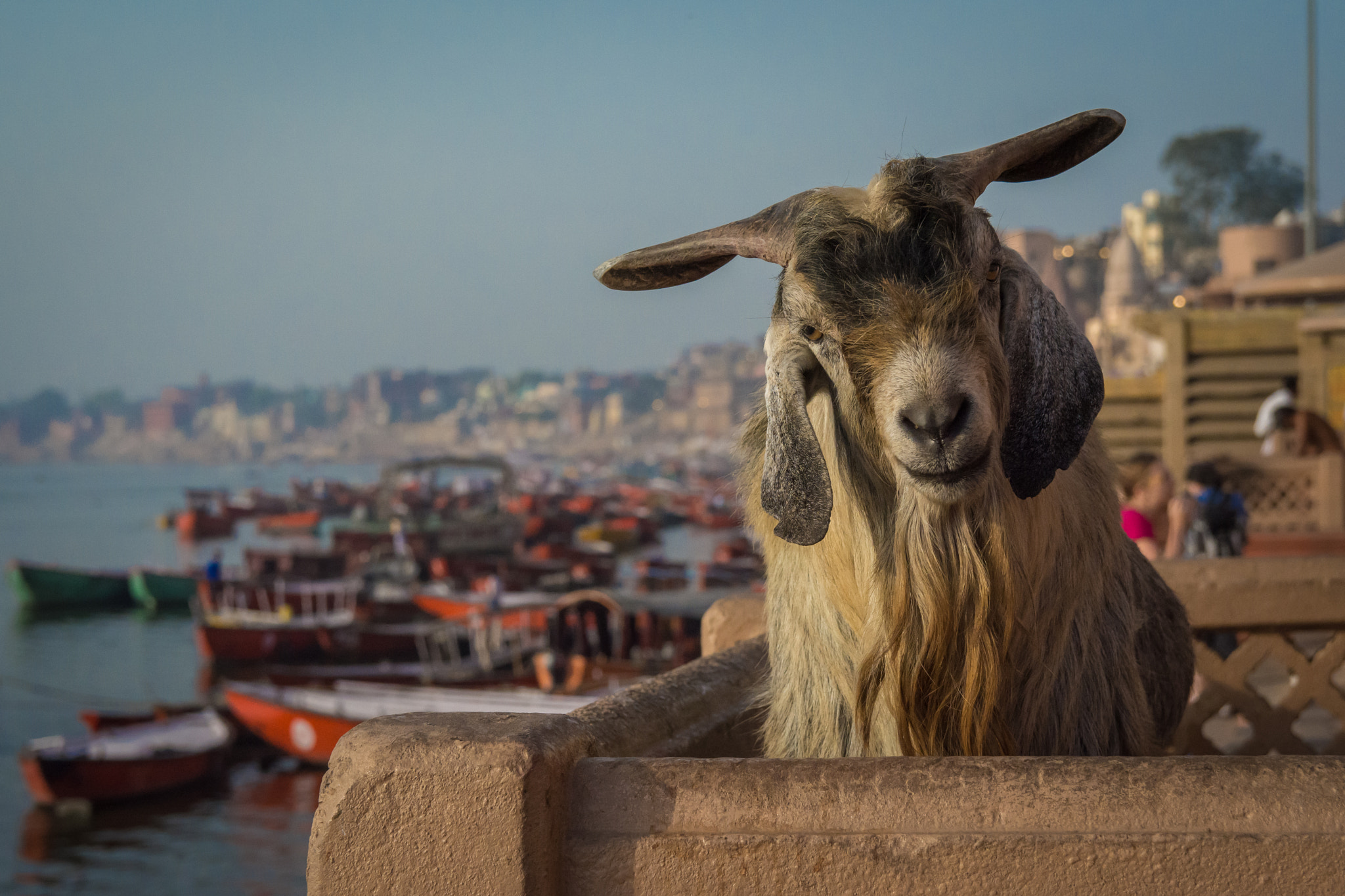 Sigma 17-50mm F2.8 EX DC OS HSM sample photo. The ganga goat photography