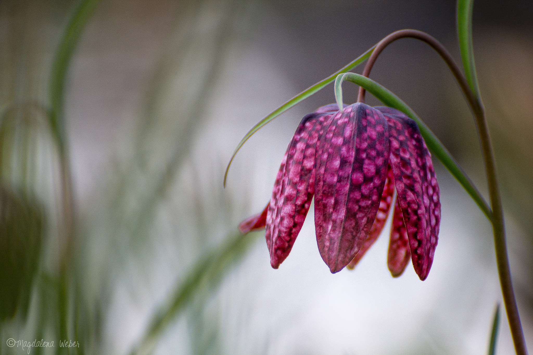 Canon EOS 60D sample photo. Chess flower photography