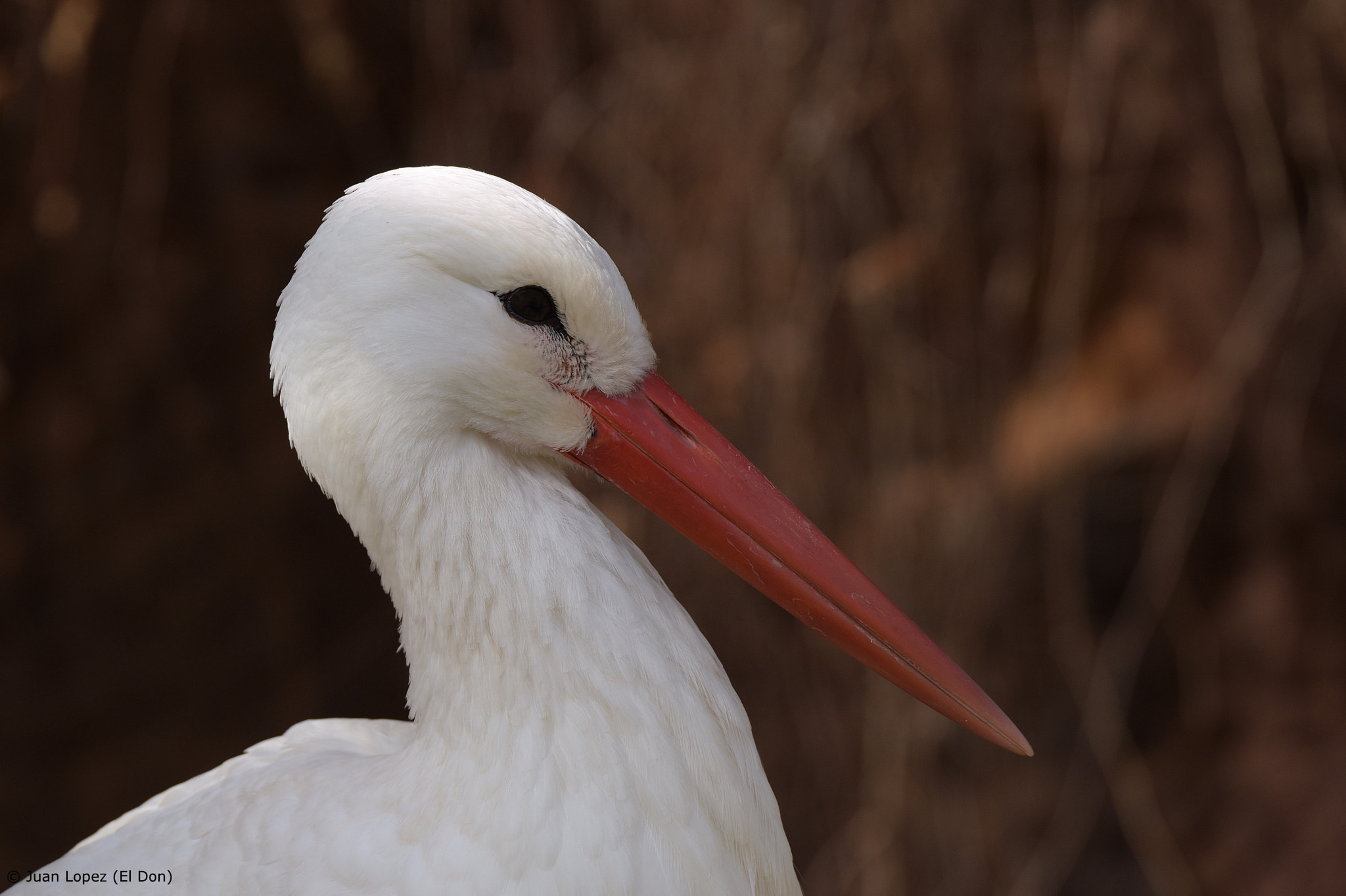 Nikon D810 sample photo. Stork photography