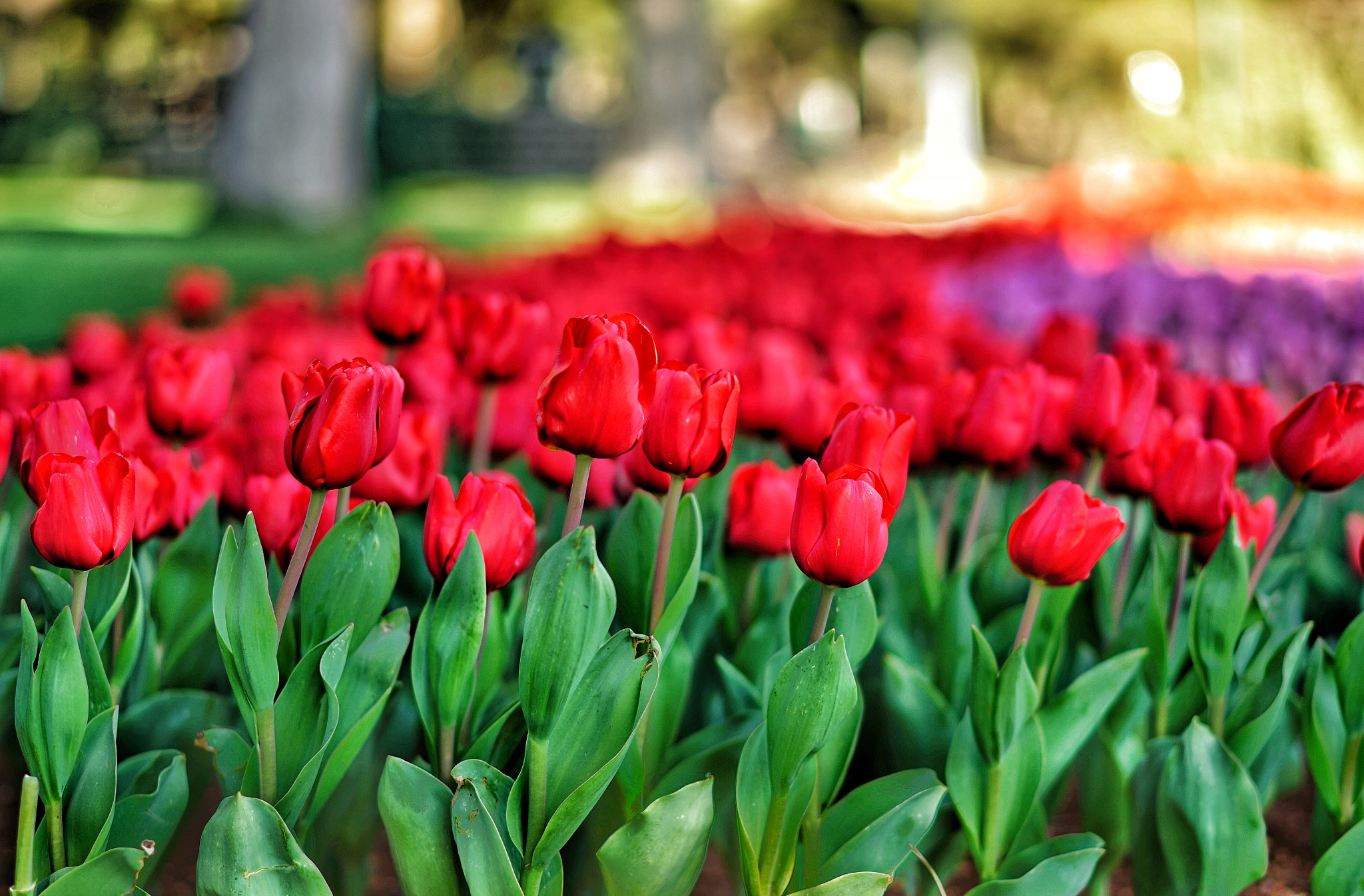 Sony a7R II + Sony Sonnar T* FE 55mm F1.8 ZA sample photo. Tulip photography