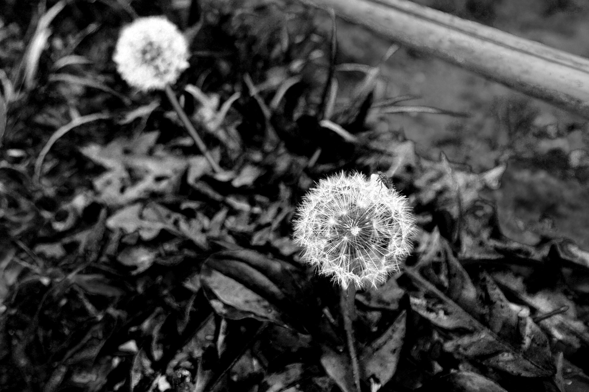 Sony a6000 sample photo. Dandelion photography