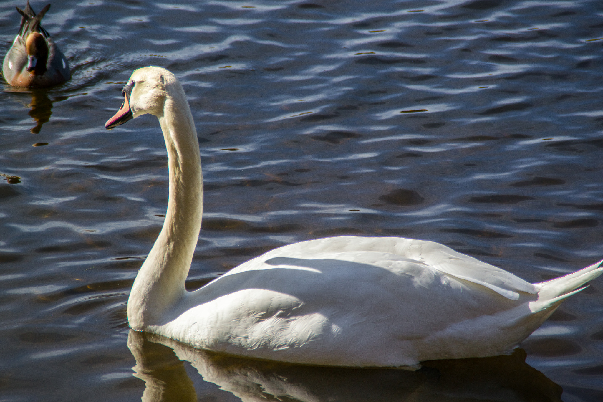 Nikon D3100 sample photo. Swan and widgeon photography
