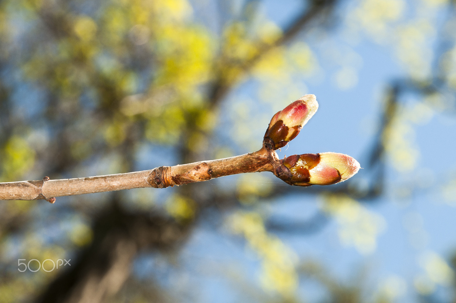 Nikon D300 sample photo. Two outbreaks at the end of a tree branch photography