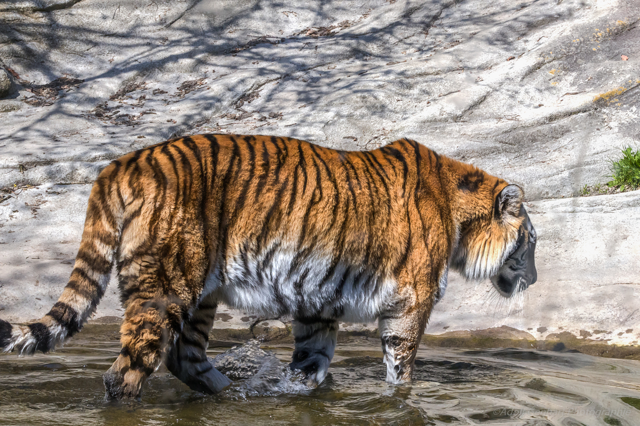 Canon EOS M5 + Canon EF 70-200mm F2.8L IS II USM sample photo. Amur tiger photography