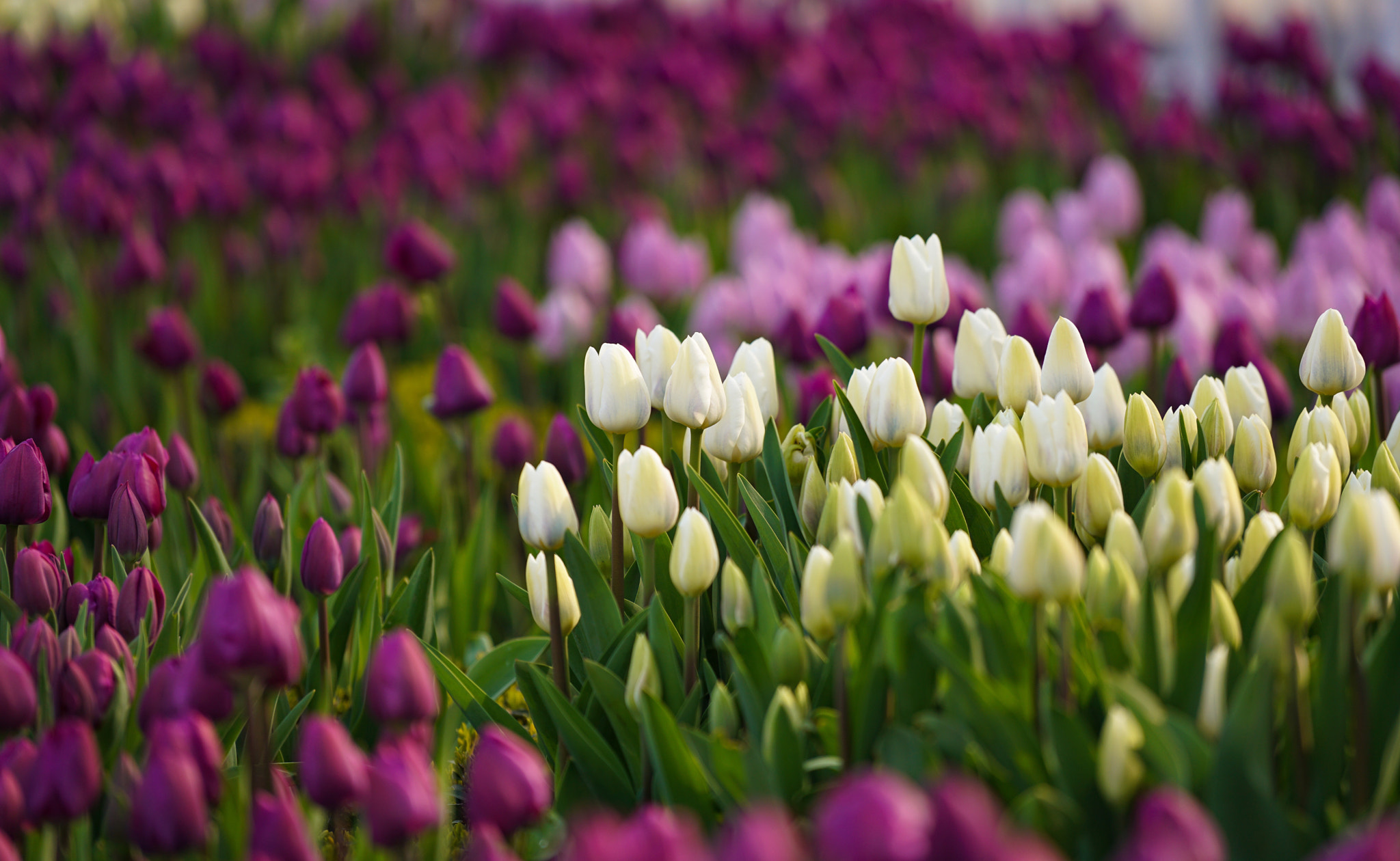 Sony FE 70-200mm F4 G OSS sample photo. Tulip festival in istanbul photography