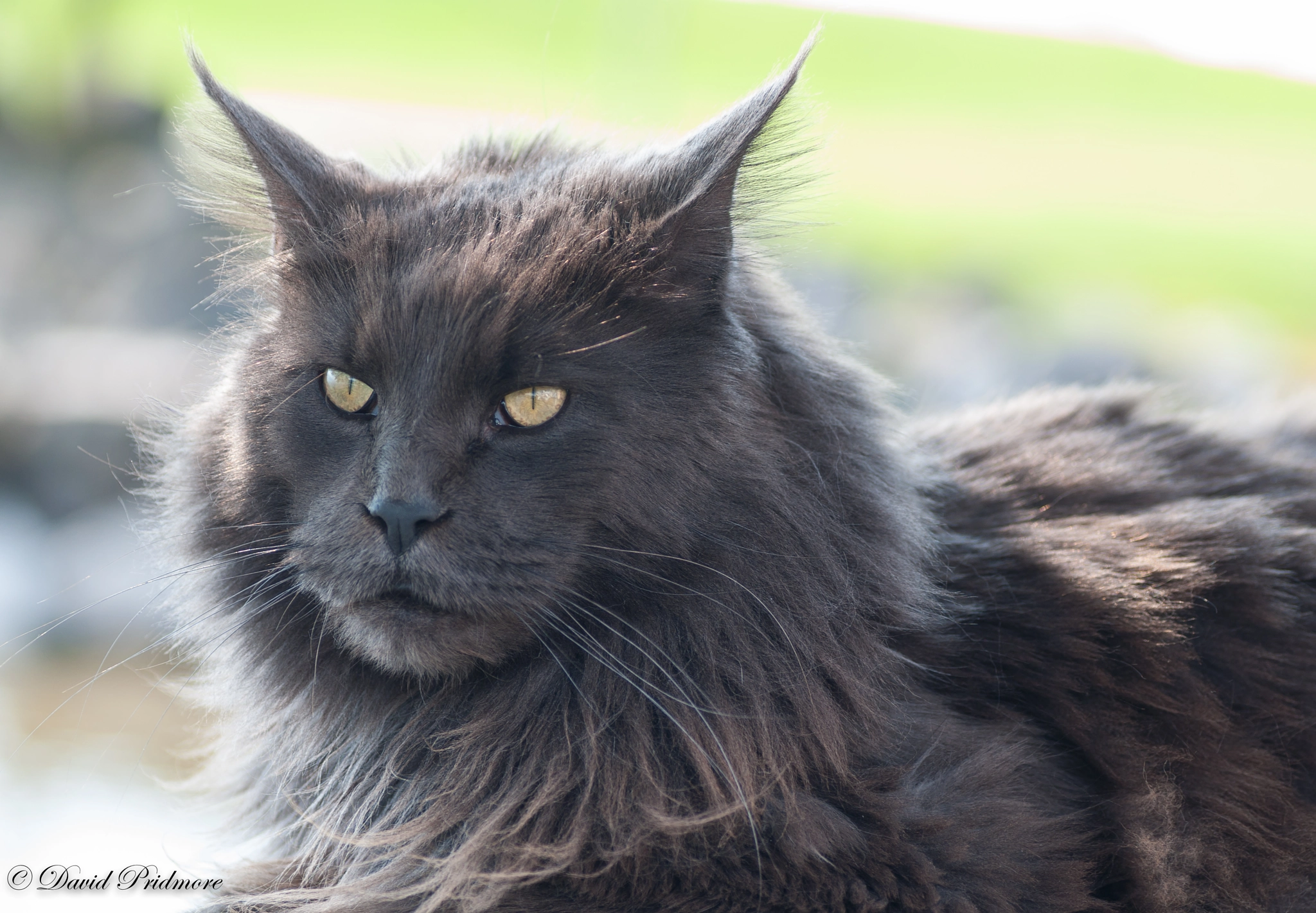 Nikon D90 sample photo. Were cat photography