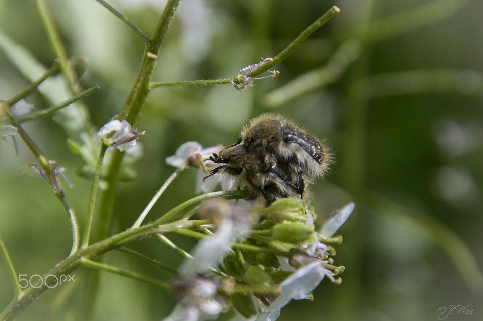 Nikon D3200 + Sigma 17-70mm F2.8-4 DC Macro OS HSM | C sample photo. Tropinota hirta photography