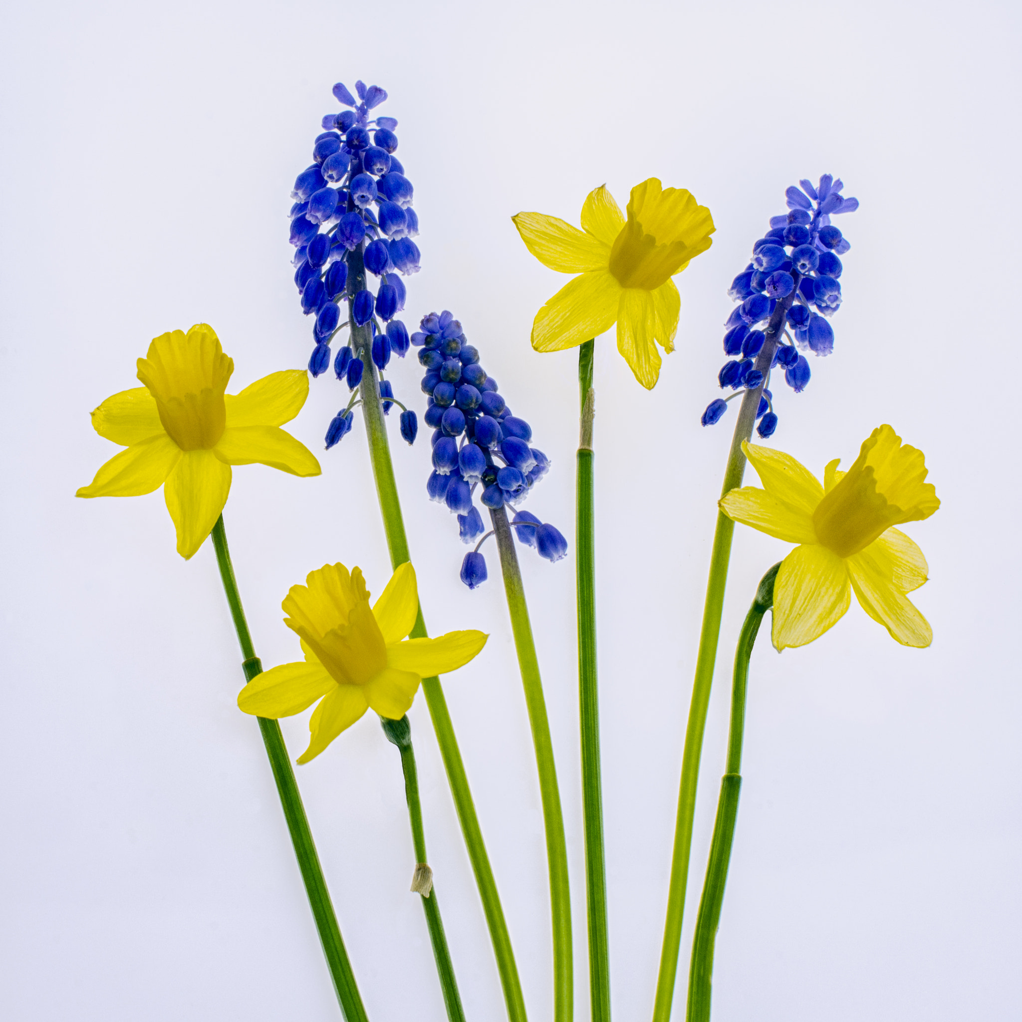 Nikon D600 + Nikon AF-S Nikkor 50mm F1.4G sample photo. Jonquilles photography