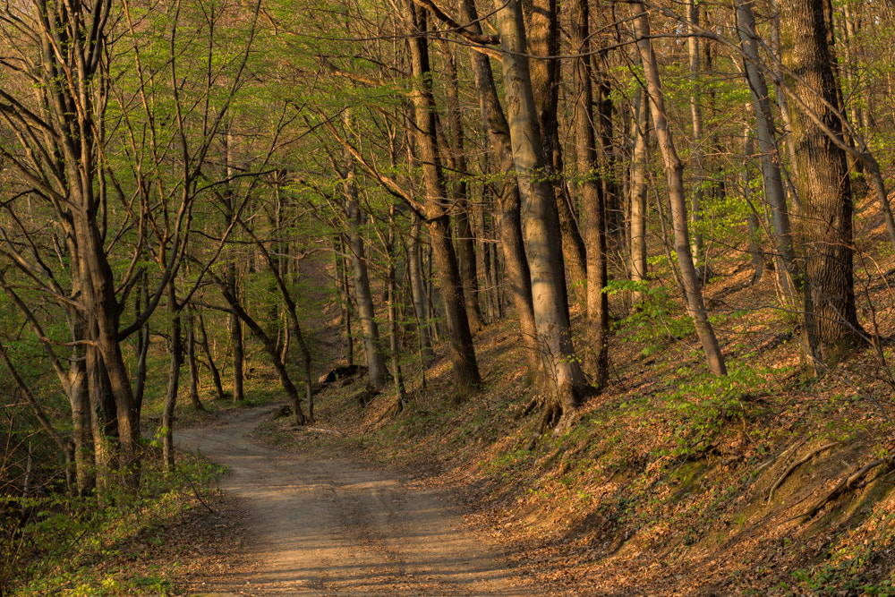 Nikon AF-S Nikkor 50mm F1.8G sample photo. Forest photography