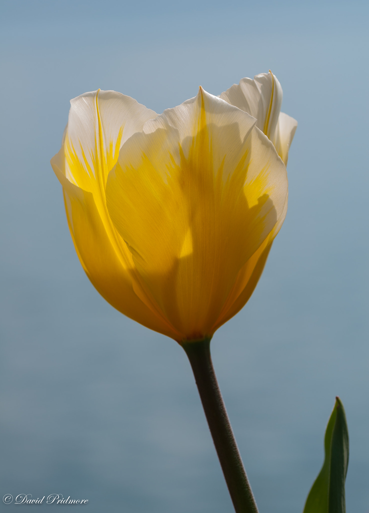 Nikon D90 sample photo. Yellow and white tulip photography