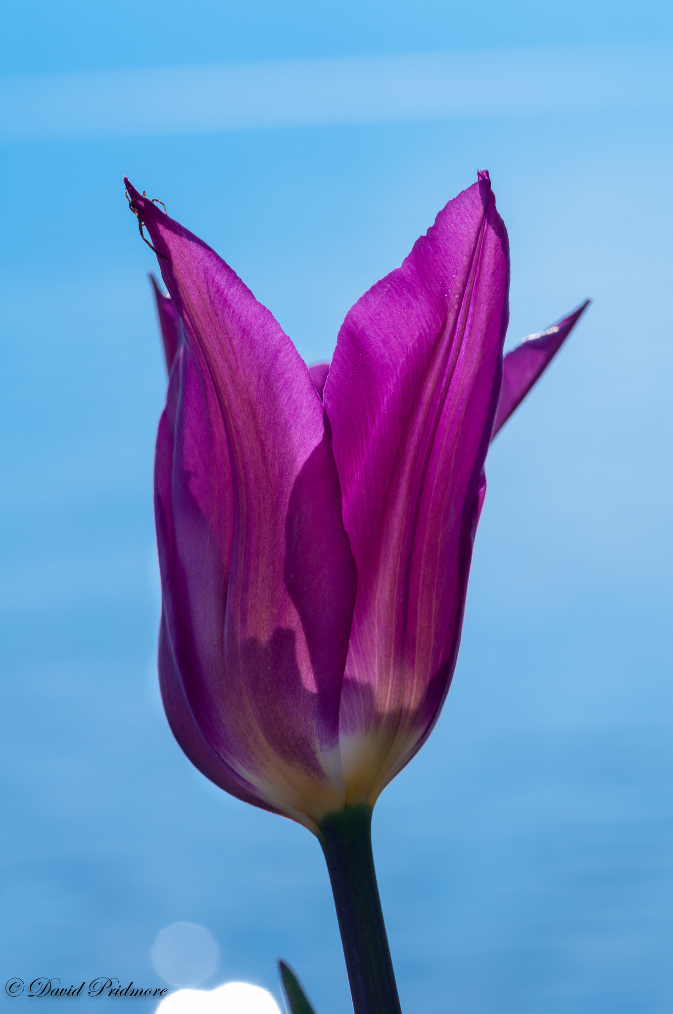 Nikon D90 sample photo. Purple tulip and spider! photography