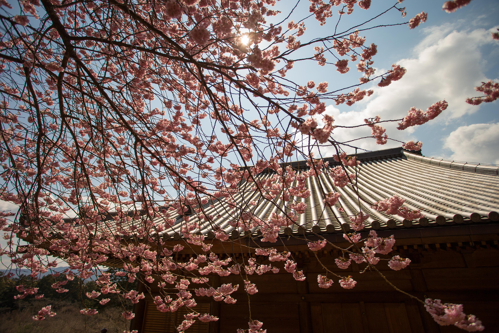 Canon EOS-1D X + Canon EF 17-40mm F4L USM sample photo. 日本櫻花之美 photography