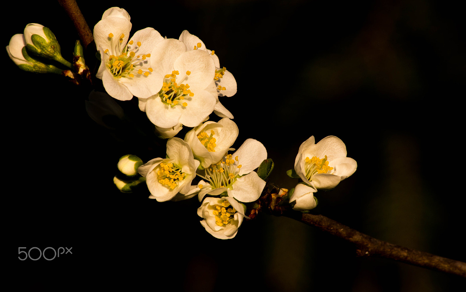 Canon EOS 100D (EOS Rebel SL1 / EOS Kiss X7) sample photo. Plum flower photography