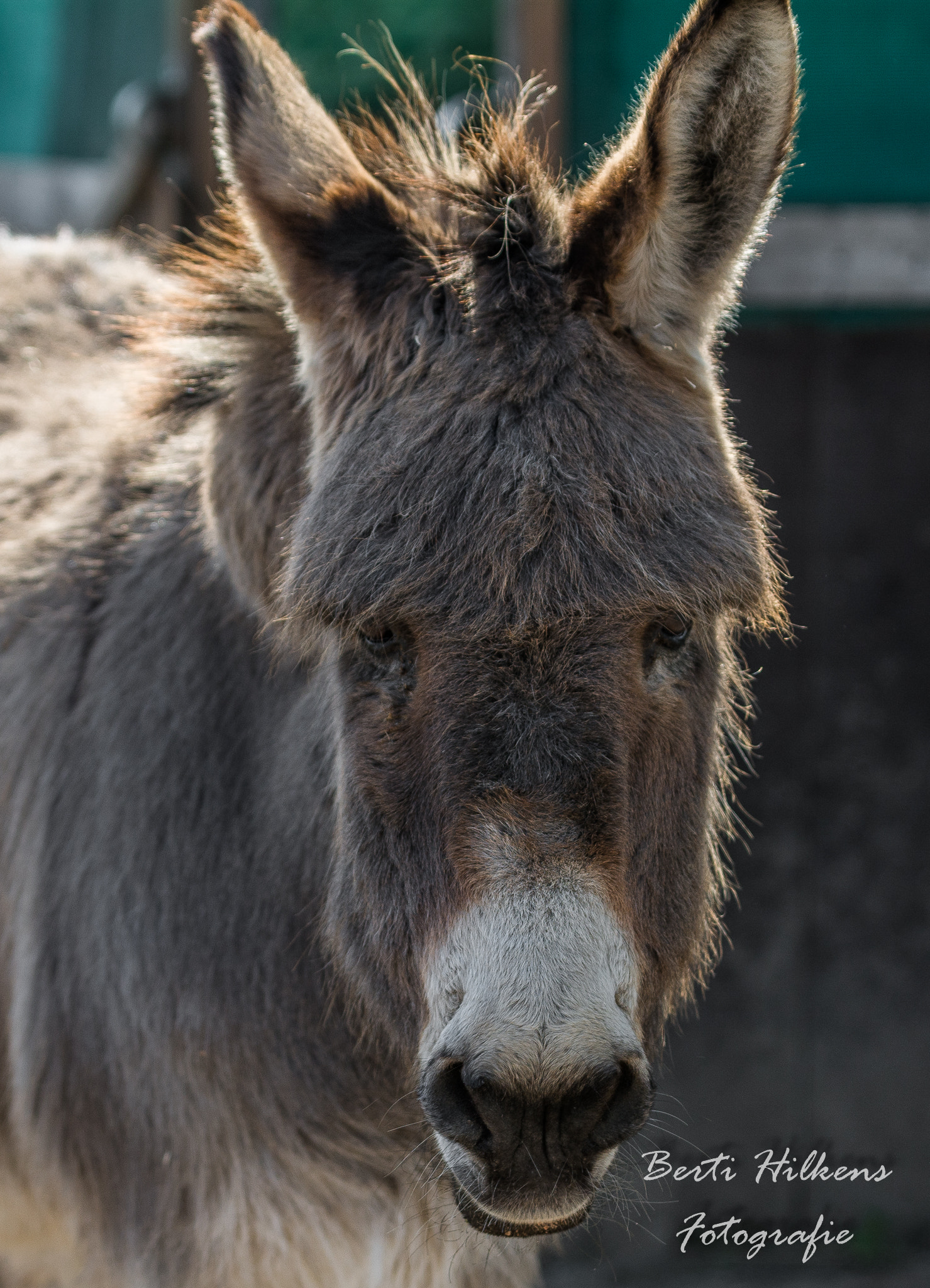 Nikon D7100 + Tamron SP 70-200mm F2.8 Di VC USD sample photo. Donkey photography