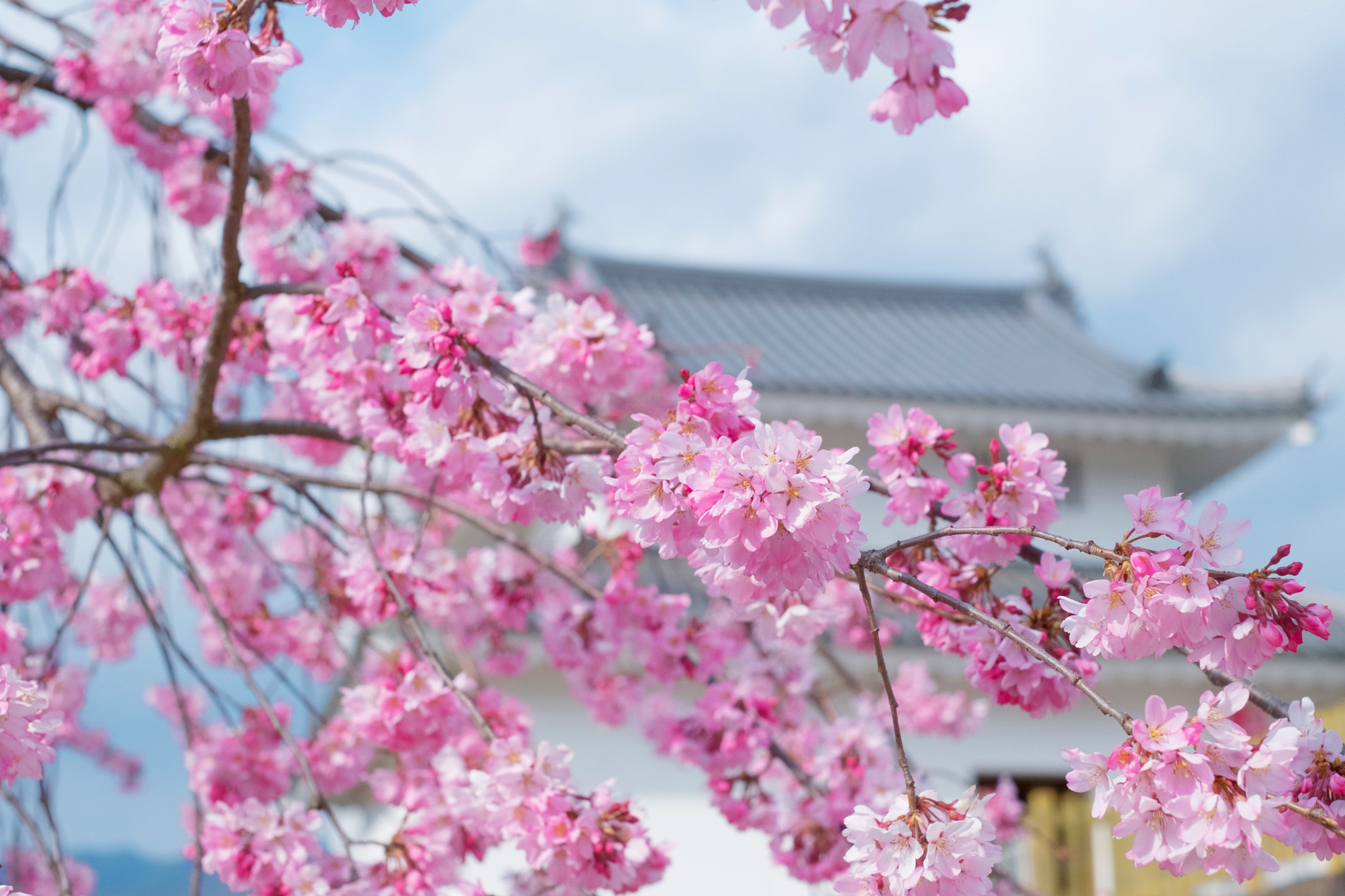 Fujifilm X-M1 sample photo. Cherry blossoms and castle photography