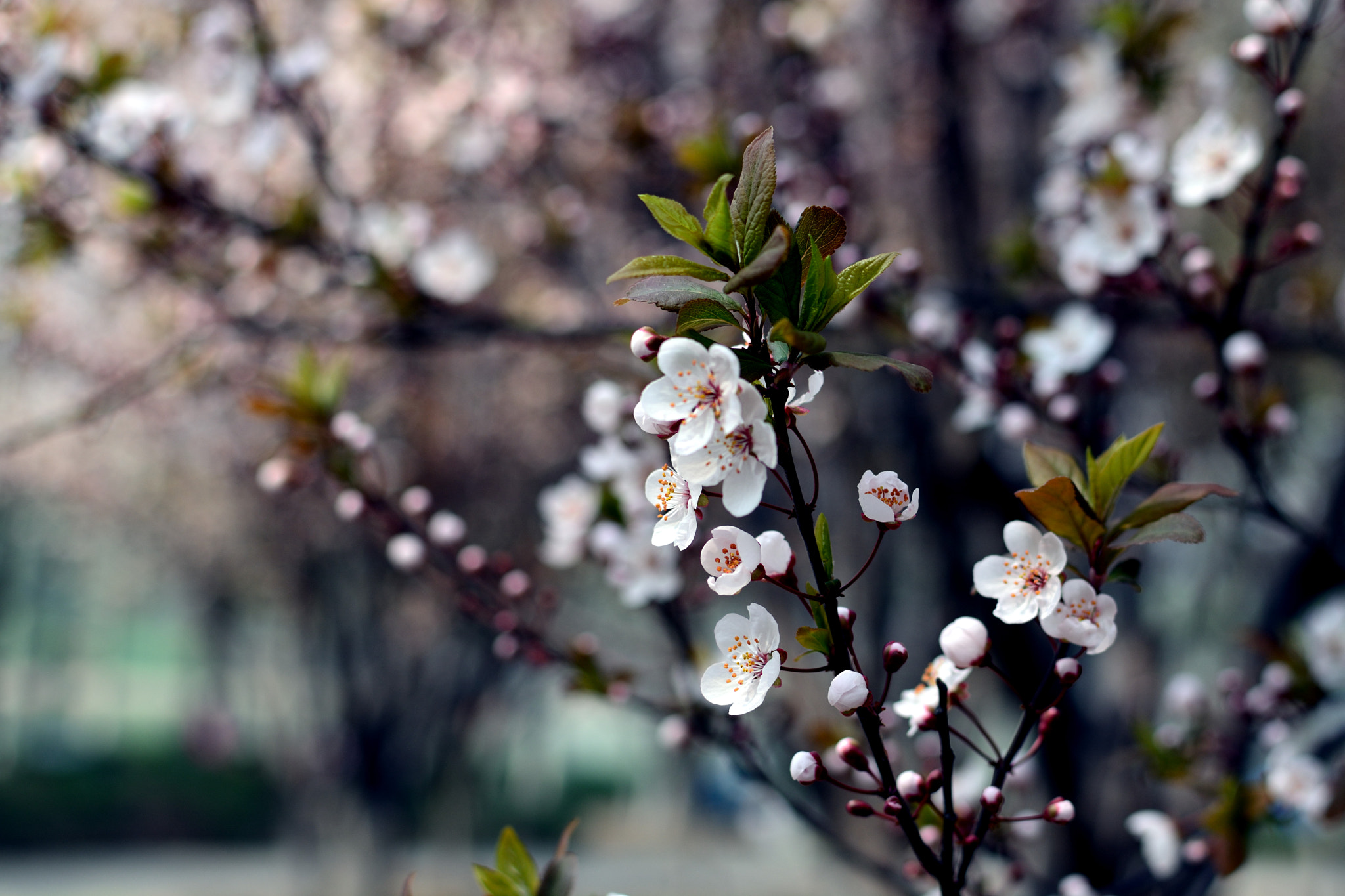 Nikon D7100 sample photo. Spring time photography