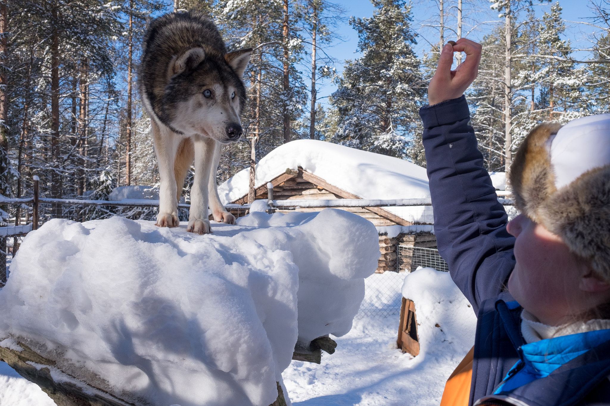 Fujifilm X-T1 sample photo. A wary wolf, levi huskypark photography