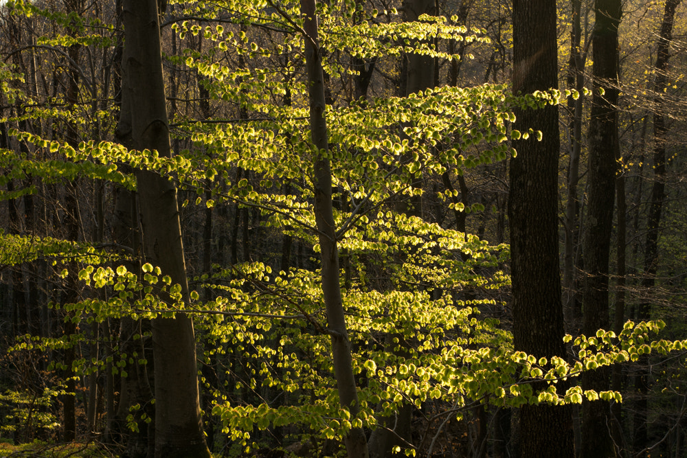 Nikon AF-S Nikkor 50mm F1.8G sample photo. Forest photography