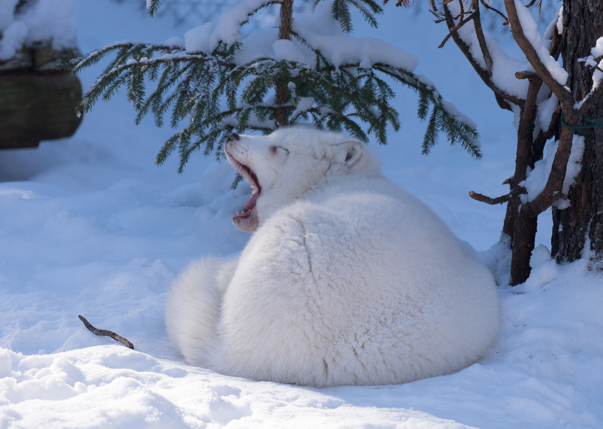 Fujifilm XF 55-200mm F3.5-4.8 R LM OIS sample photo. An arctic fox photography