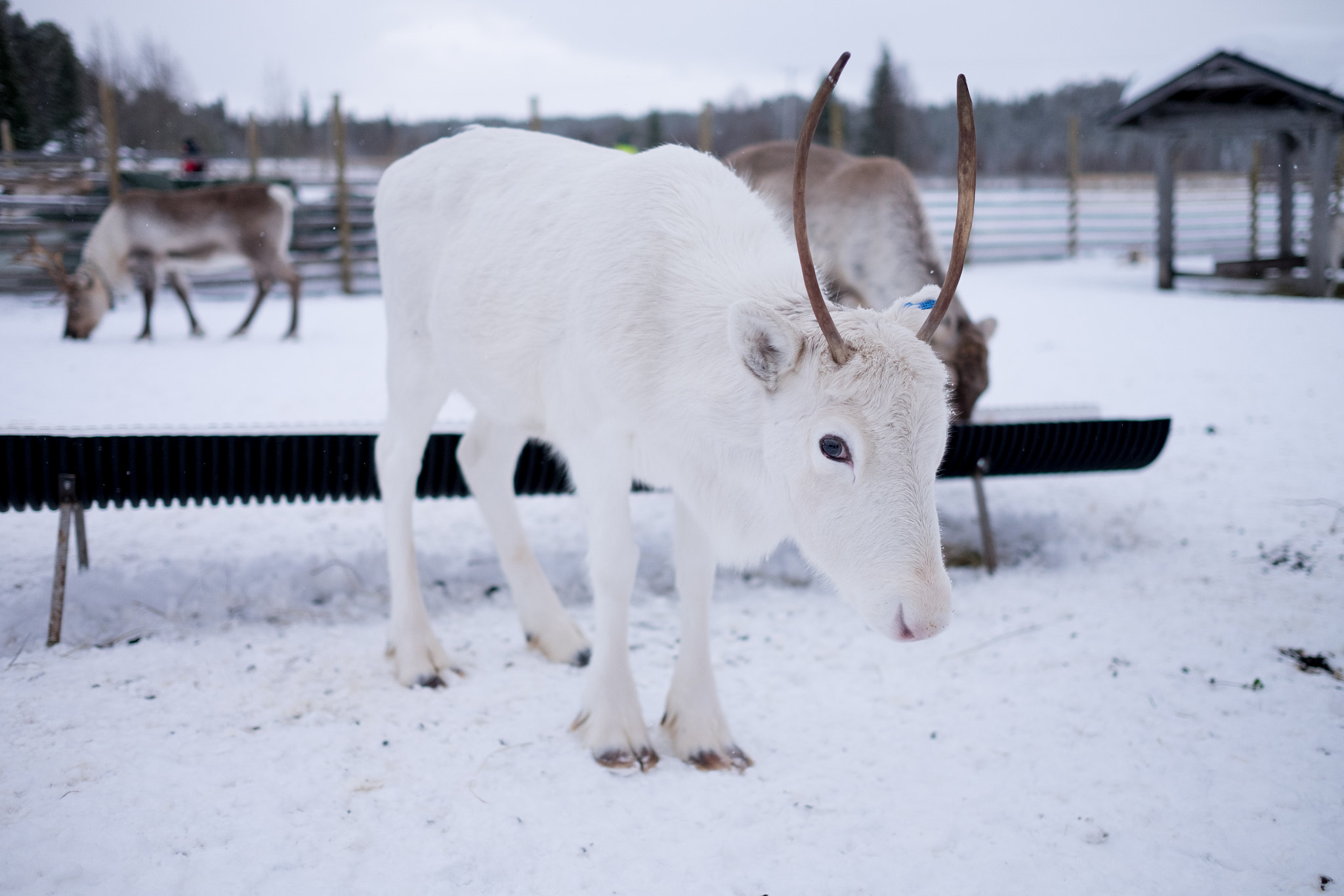 Fujifilm X-T1 sample photo. Ounaskievari reindeer farm, near levi photography