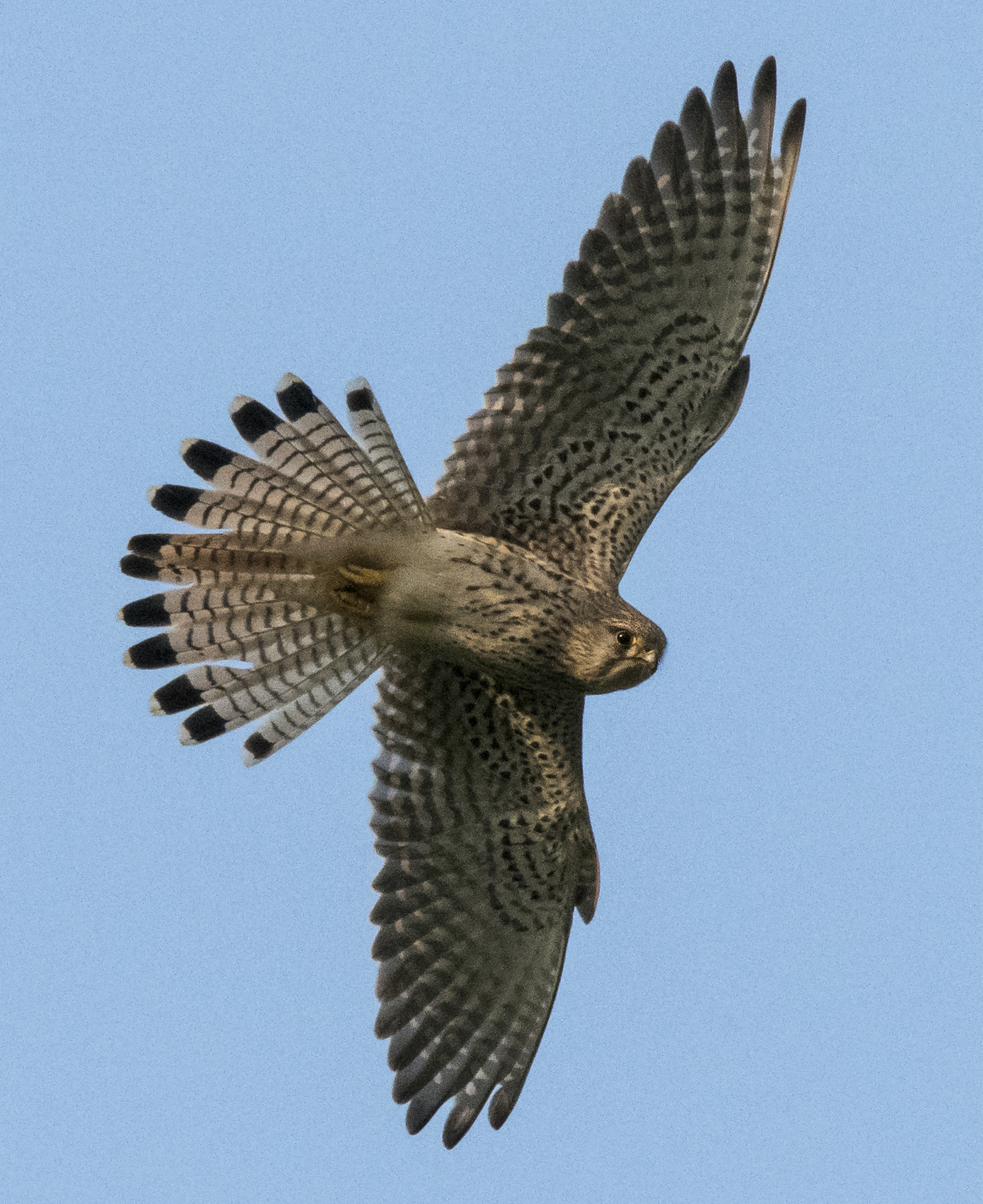 Sigma 150-600mm F5-6.3 DG OS HSM | C sample photo. Flying kestrel - turmfalke im flug photography