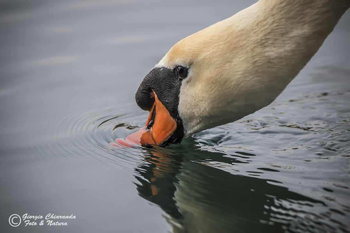 Canon EF 400mm F5.6L USM sample photo. Particolari photography