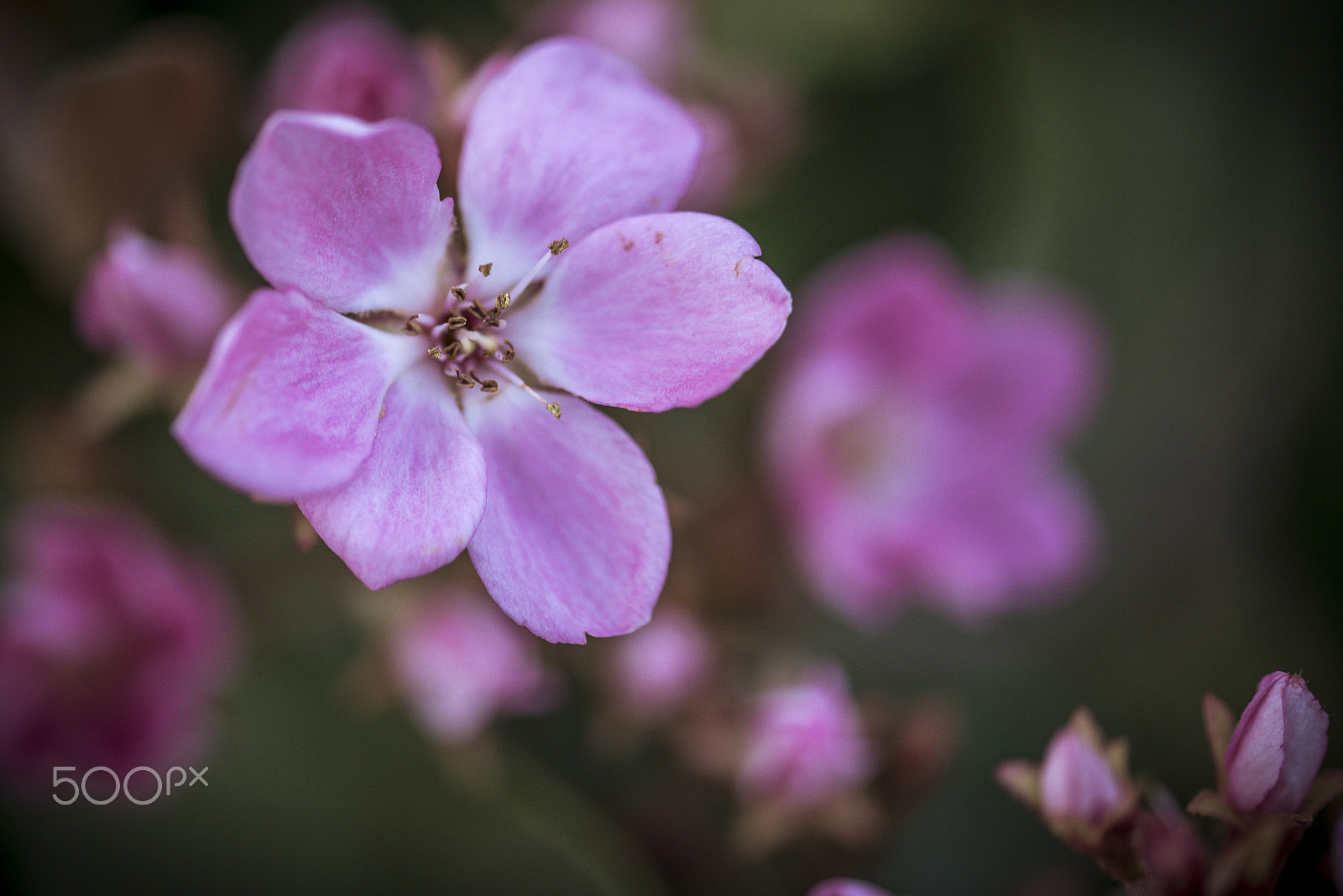 Sigma 105mm F2.8 EX DG OS HSM sample photo. Dopo la pioggia photography