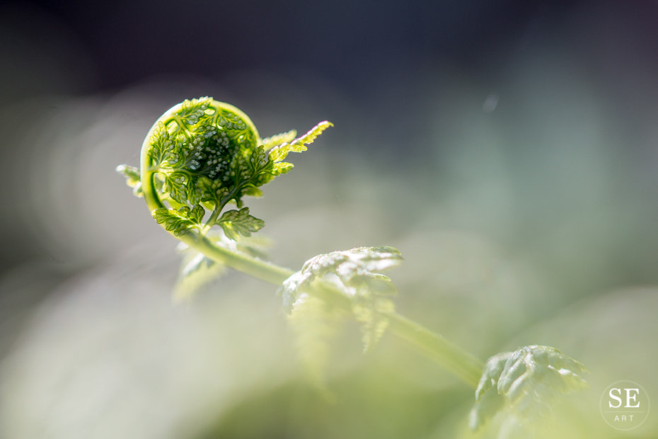 Canon EOS 70D + Sigma 105mm F2.8 EX DG OS HSM sample photo. Tenderness in the forest photography