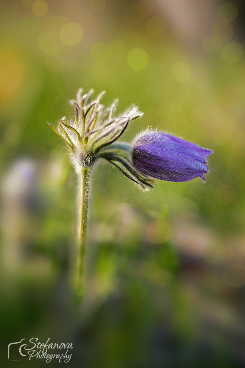 Sigma 50mm F1.4 DG HSM Art sample photo. Pulsatilla montana photography