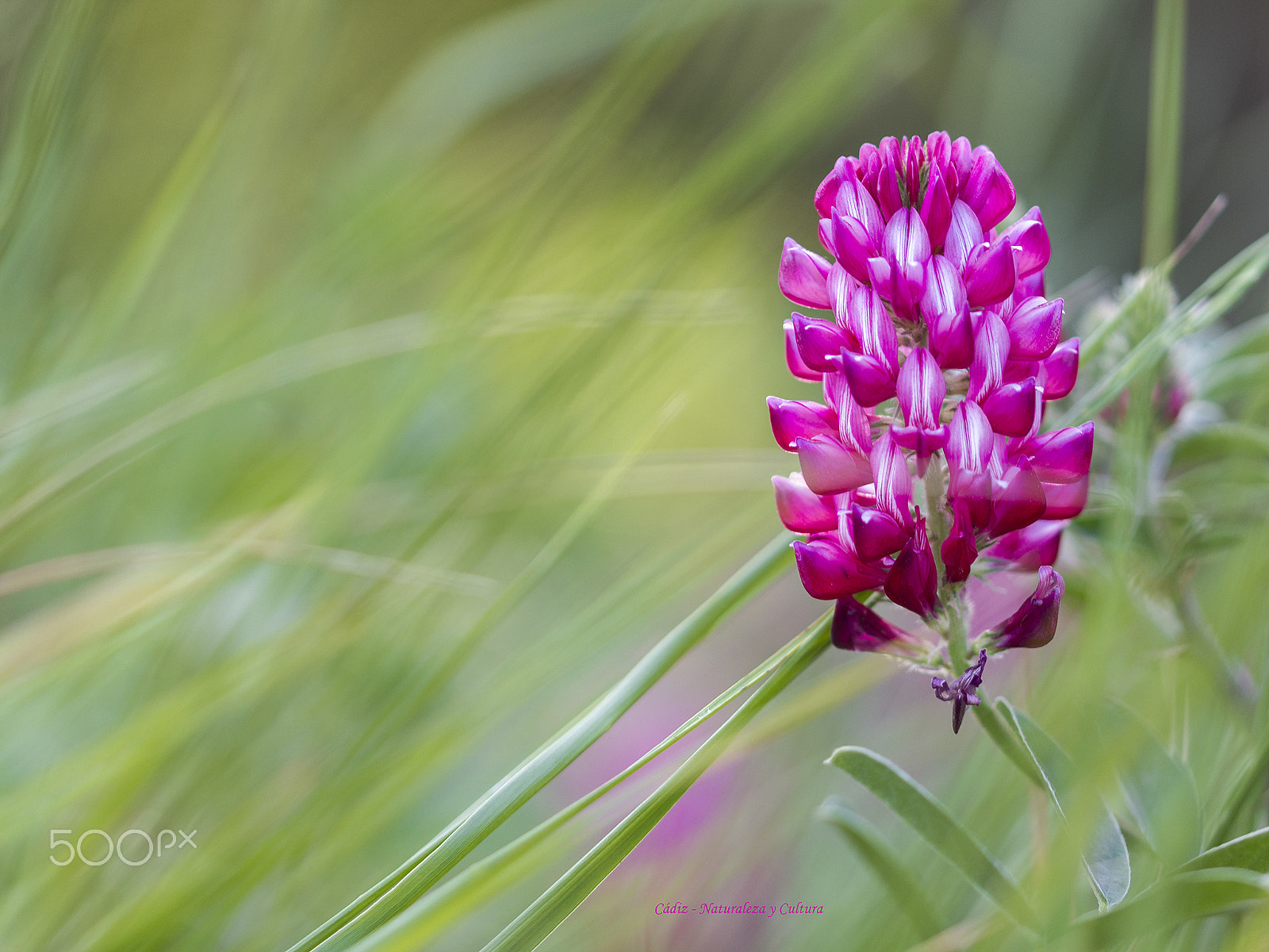 Sigma 105mm F2.8 EX DG OS HSM sample photo. Flor roja y bella photography