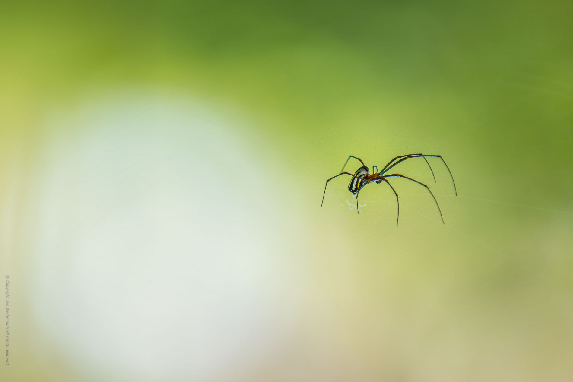 Nikon D500 sample photo. Walk on air photography