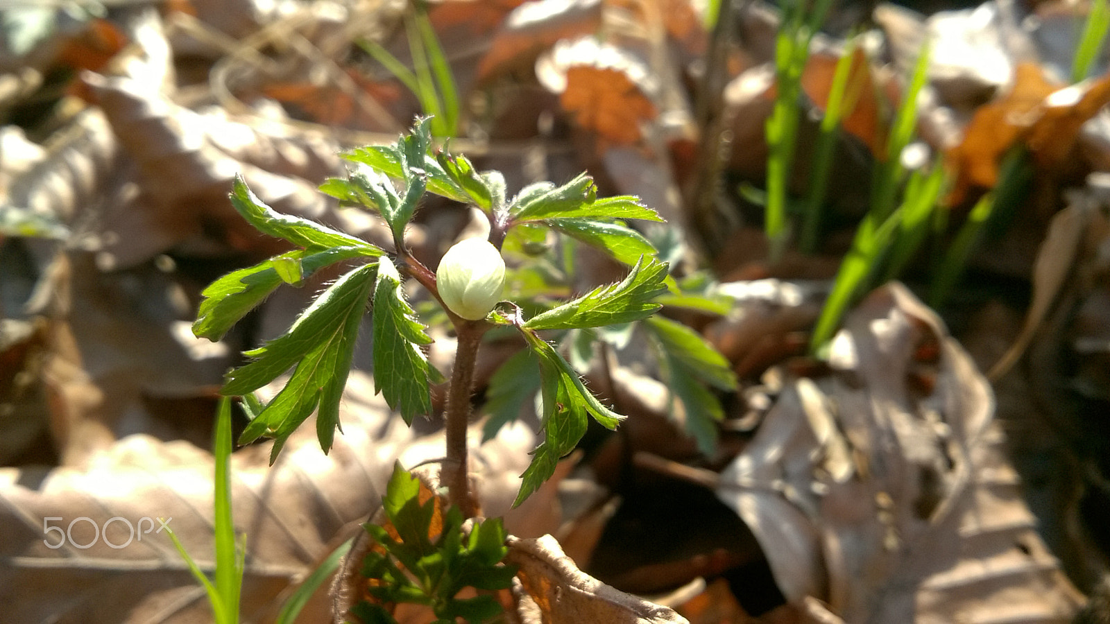 Nokia Lumia 735 sample photo. Spring grass photography