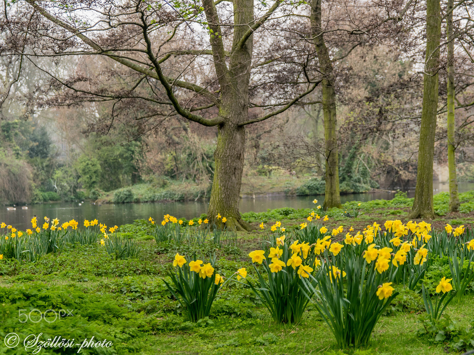 Sigma 17-50mm F2.8 EX DC OS HSM sample photo. Daffodil photography