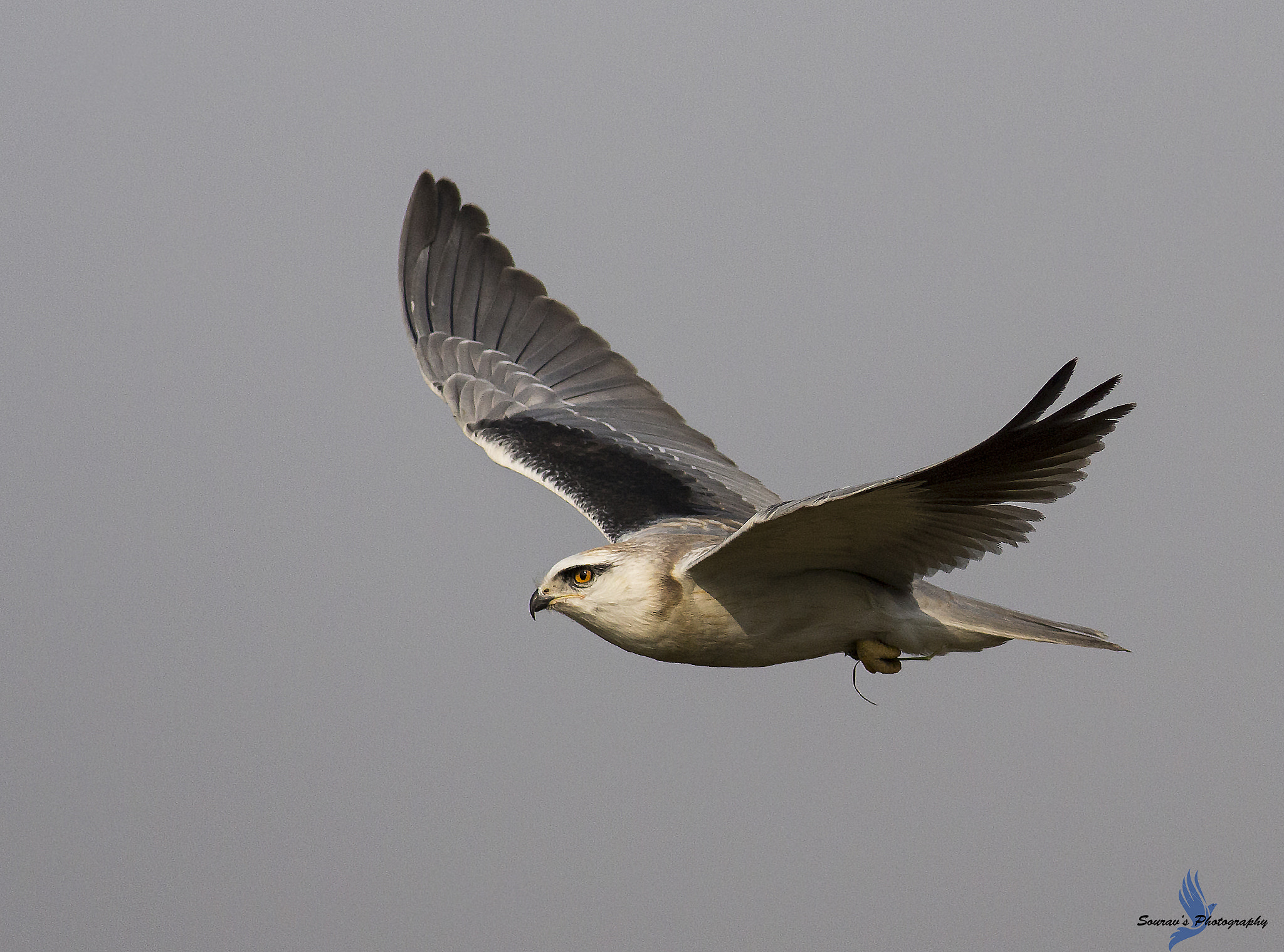 Canon EOS 700D (EOS Rebel T5i / EOS Kiss X7i) + Canon EF 400mm F5.6L USM sample photo. Black winged kite photography