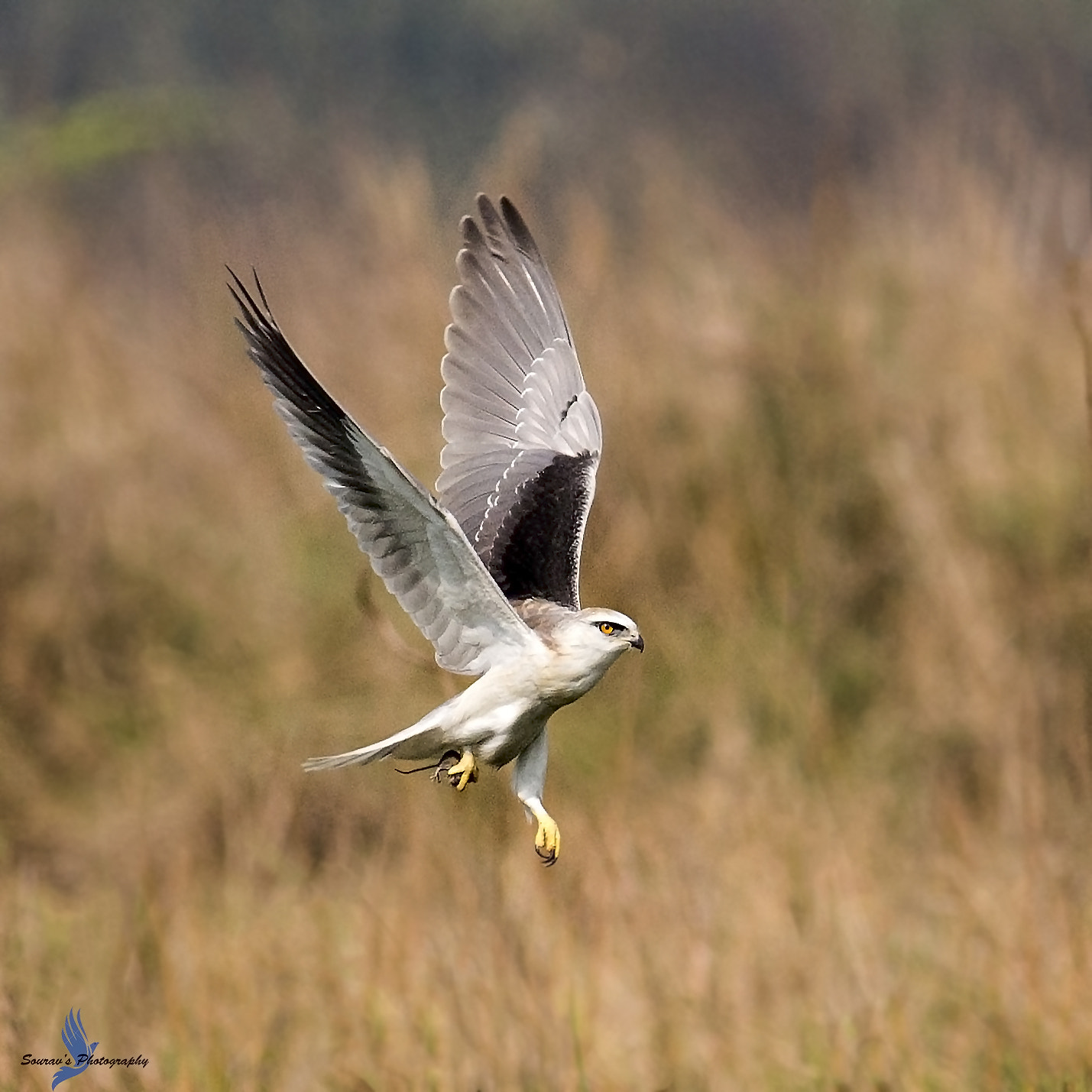 Canon EOS 700D (EOS Rebel T5i / EOS Kiss X7i) + Canon EF 400mm F5.6L USM sample photo. Black winged kite photography