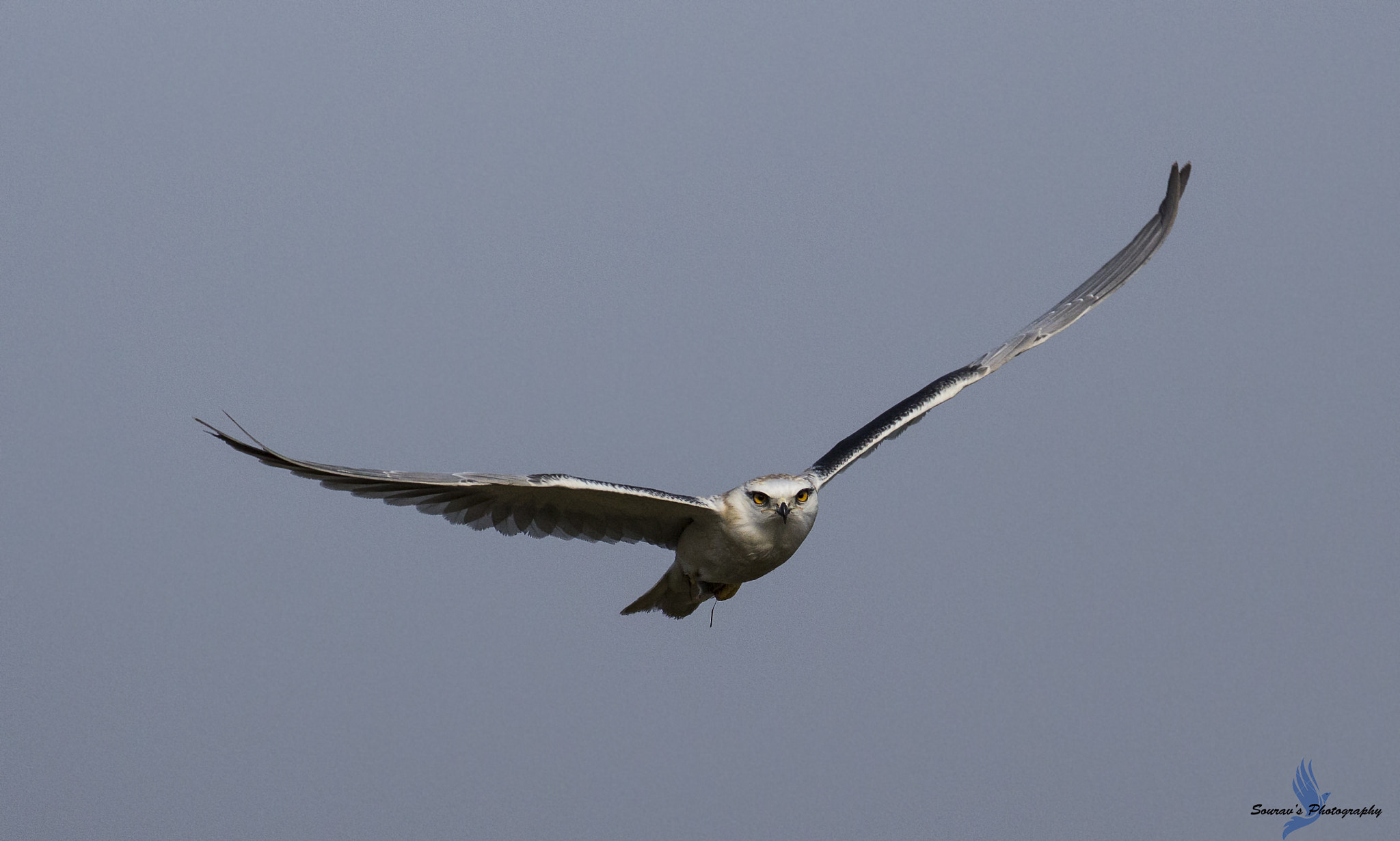 Canon EOS 700D (EOS Rebel T5i / EOS Kiss X7i) sample photo. Black winged kite photography