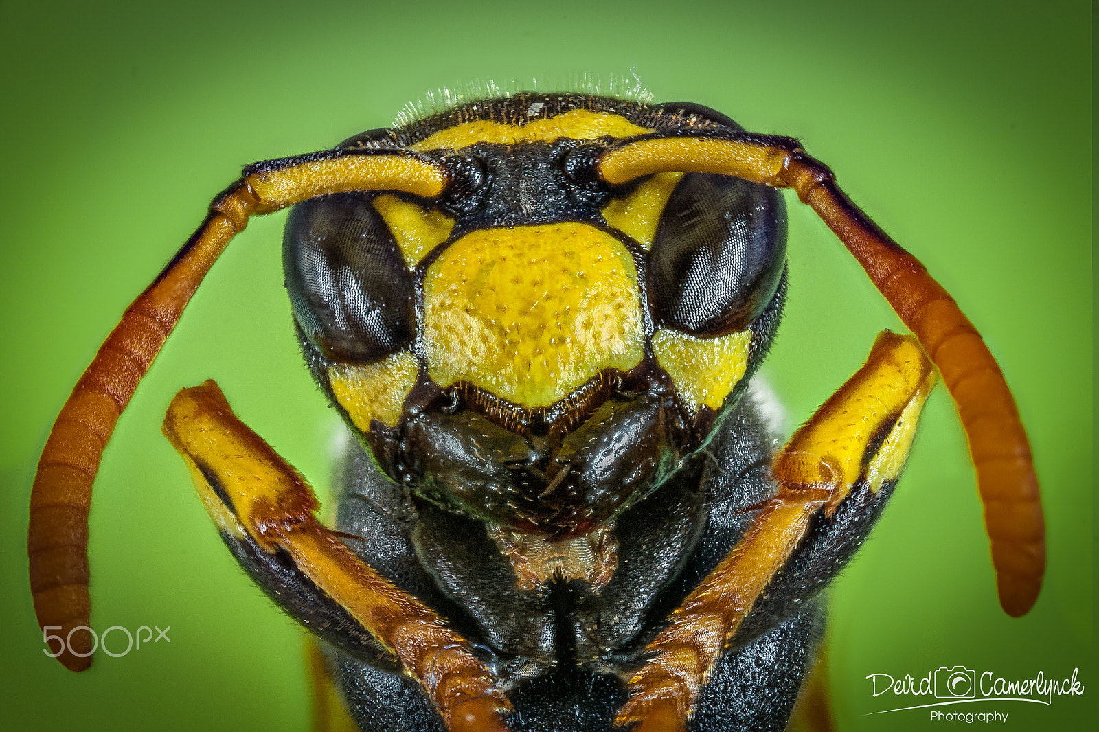 Canon EOS 50D sample photo. Wasp photography