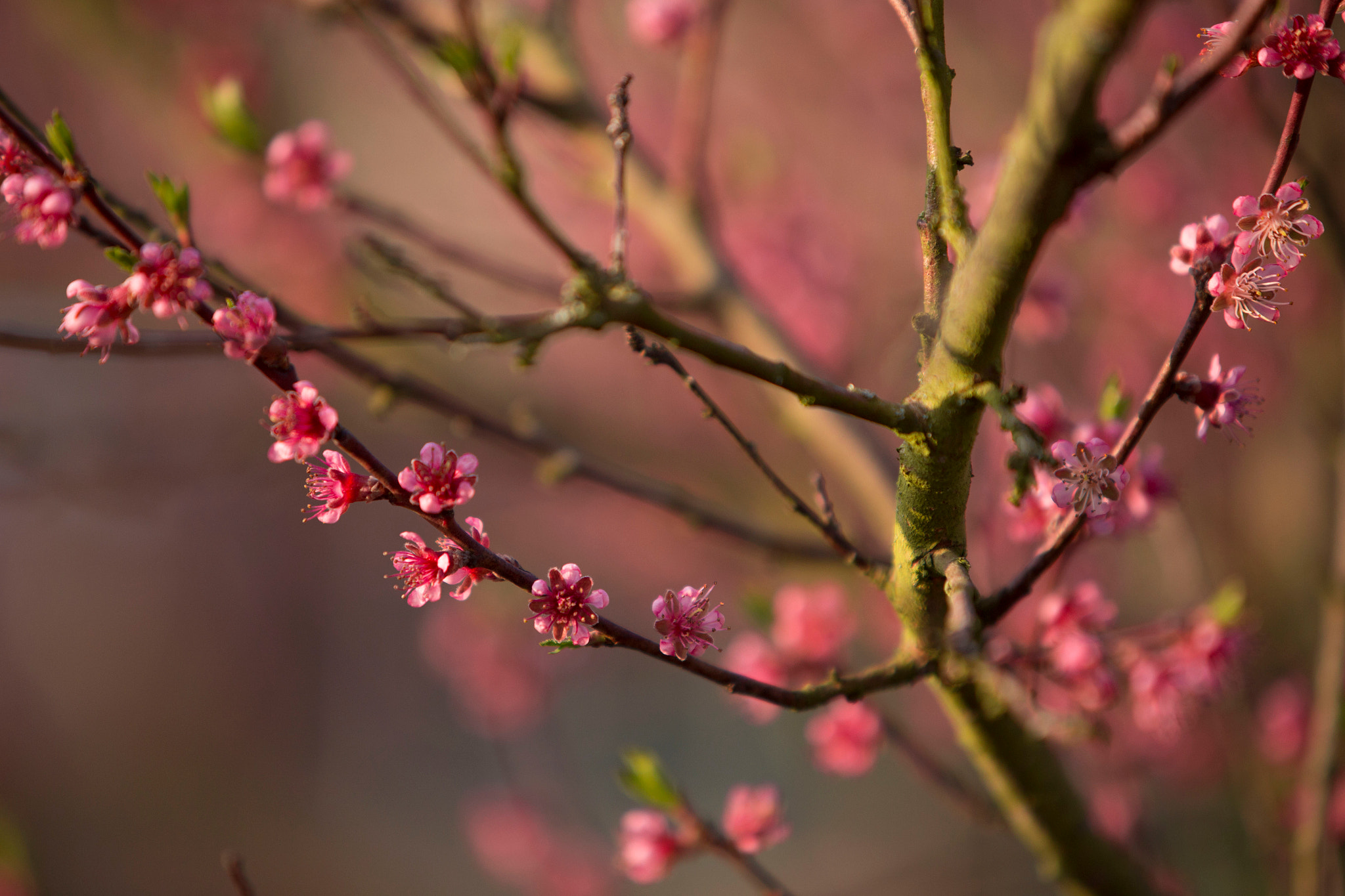 Canon EF 70-200mm F2.8L IS USM sample photo. Rose blossoms photography