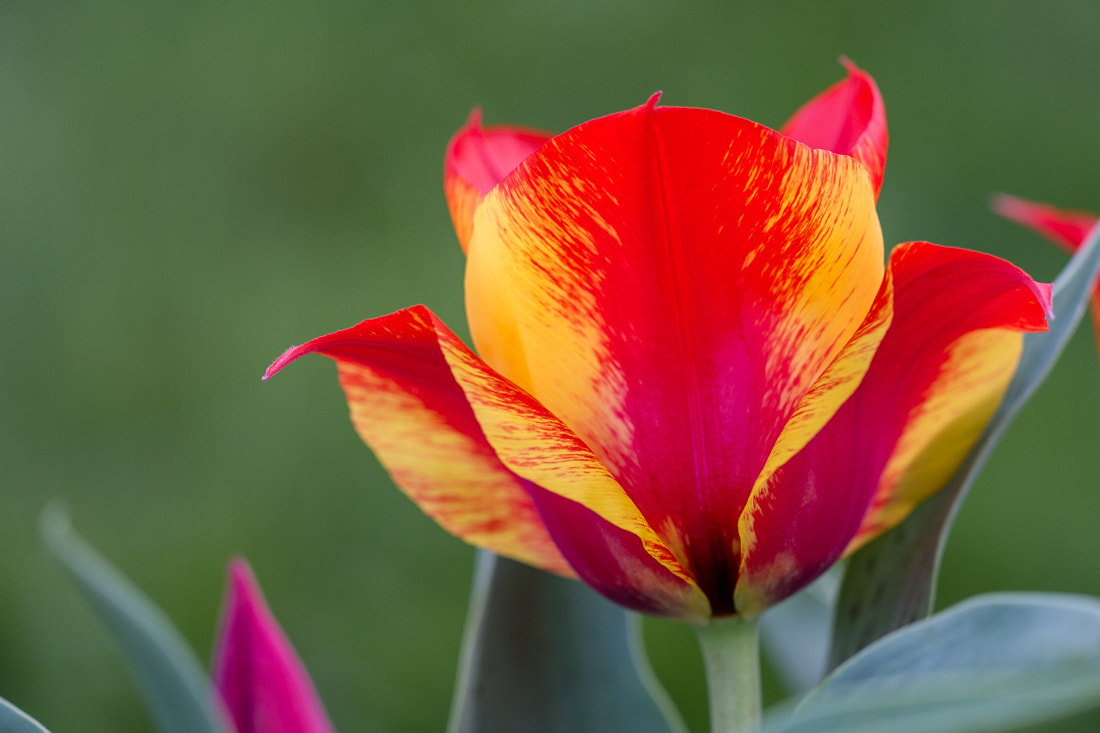 Canon EOS 7D + Canon EF 100mm F2.8L Macro IS USM sample photo. Red and yellow tulip photography
