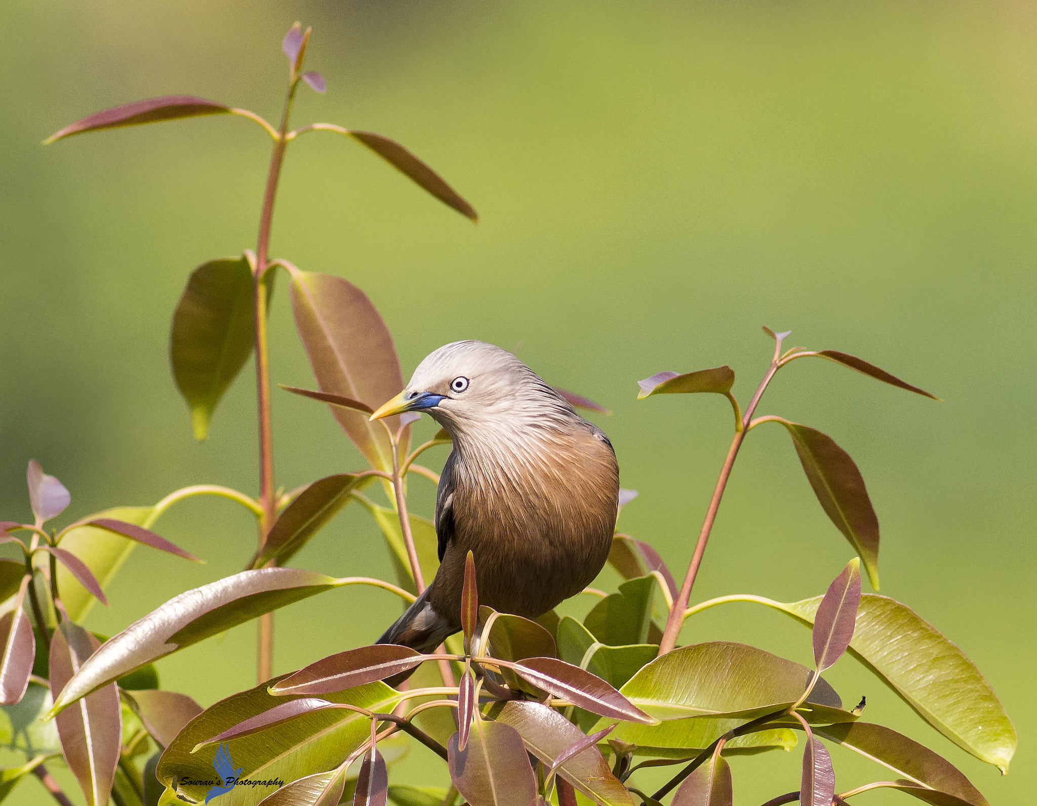 Canon EOS 700D (EOS Rebel T5i / EOS Kiss X7i) + Canon EF 400mm F5.6L USM sample photo. Chestnut tailed starling photography